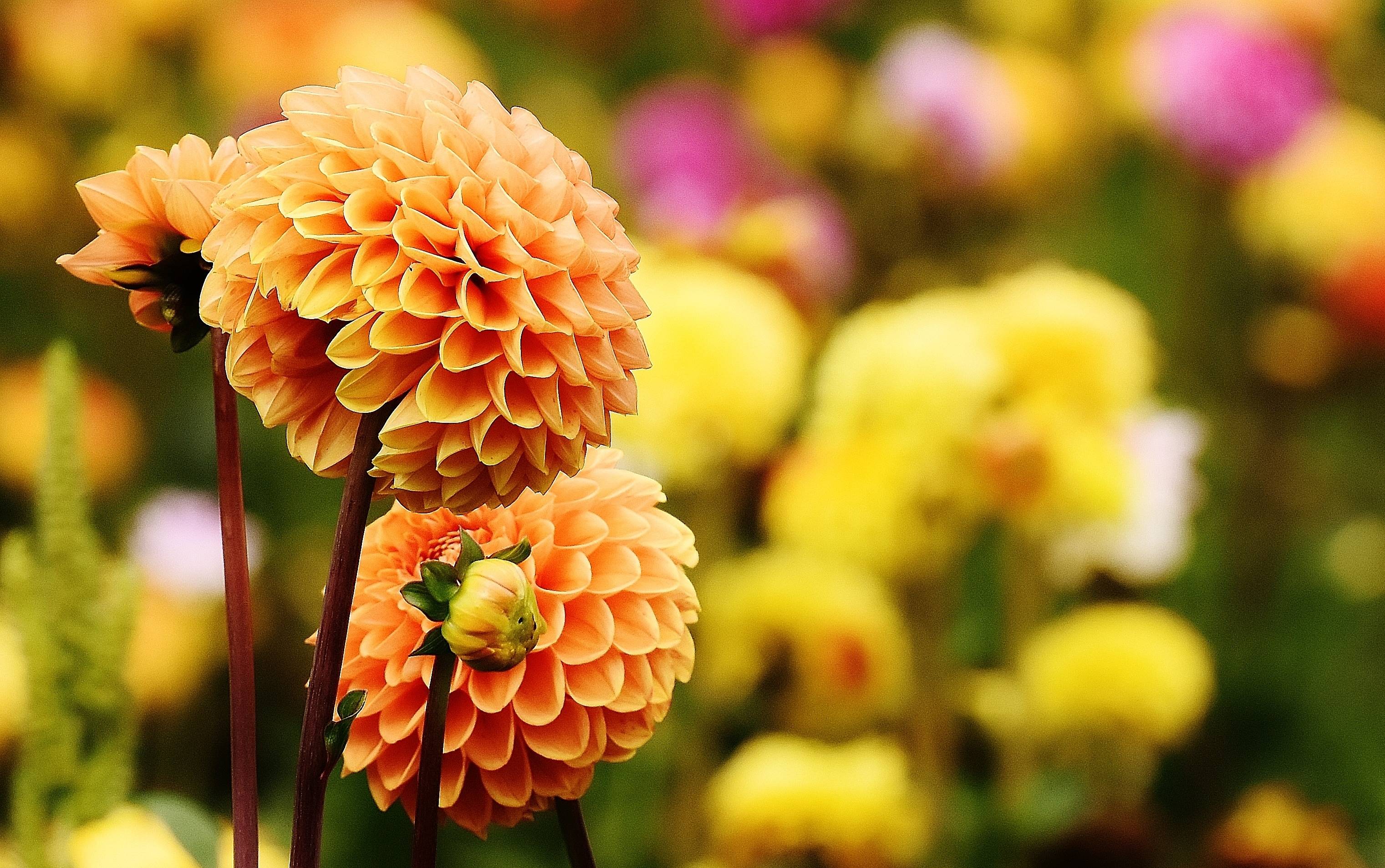 Two orange dahlias in a garden with blurred background HD Wallpaper