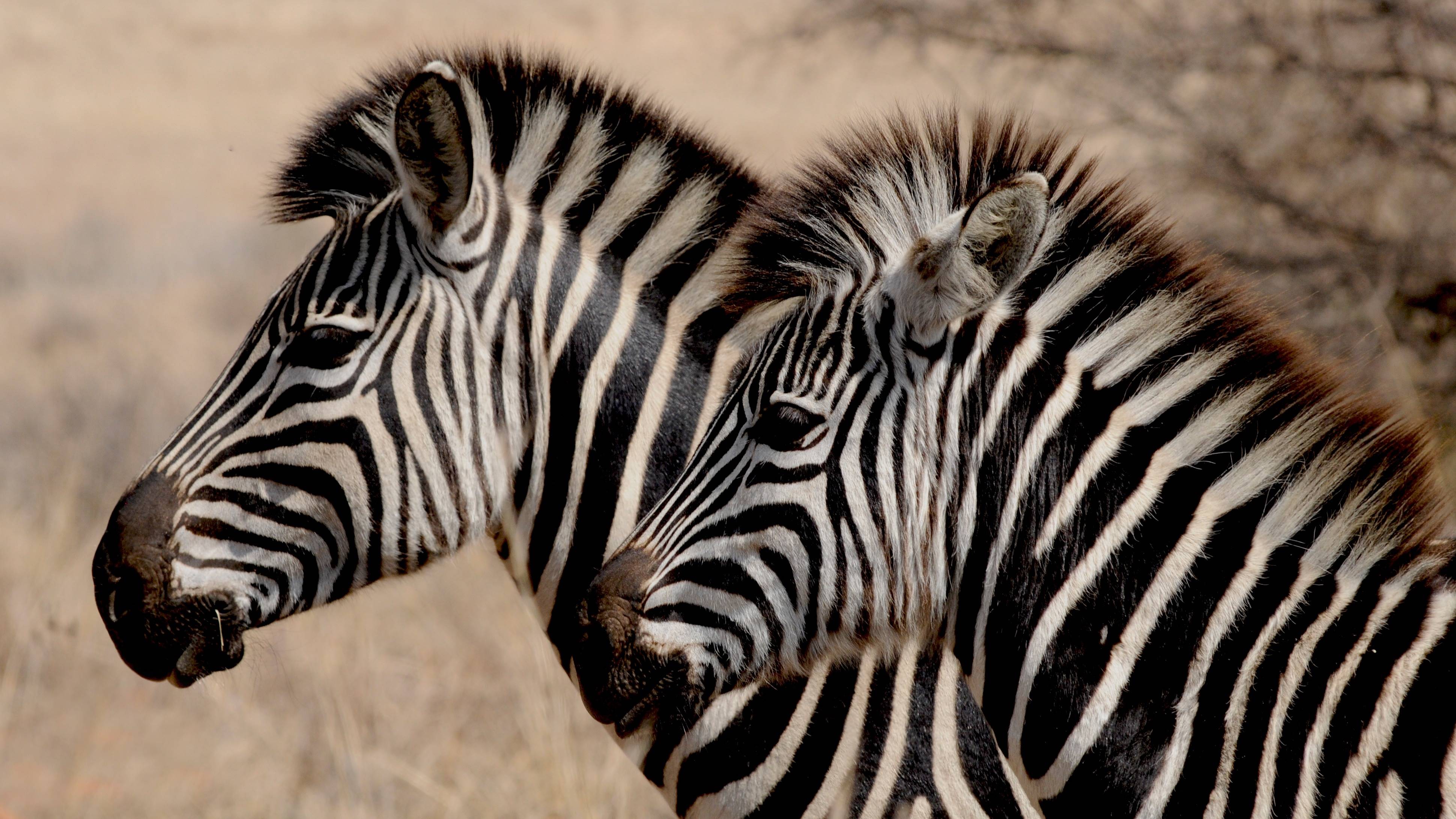 Two zebras with black and white stripes in a dry field HD Wallpaper
