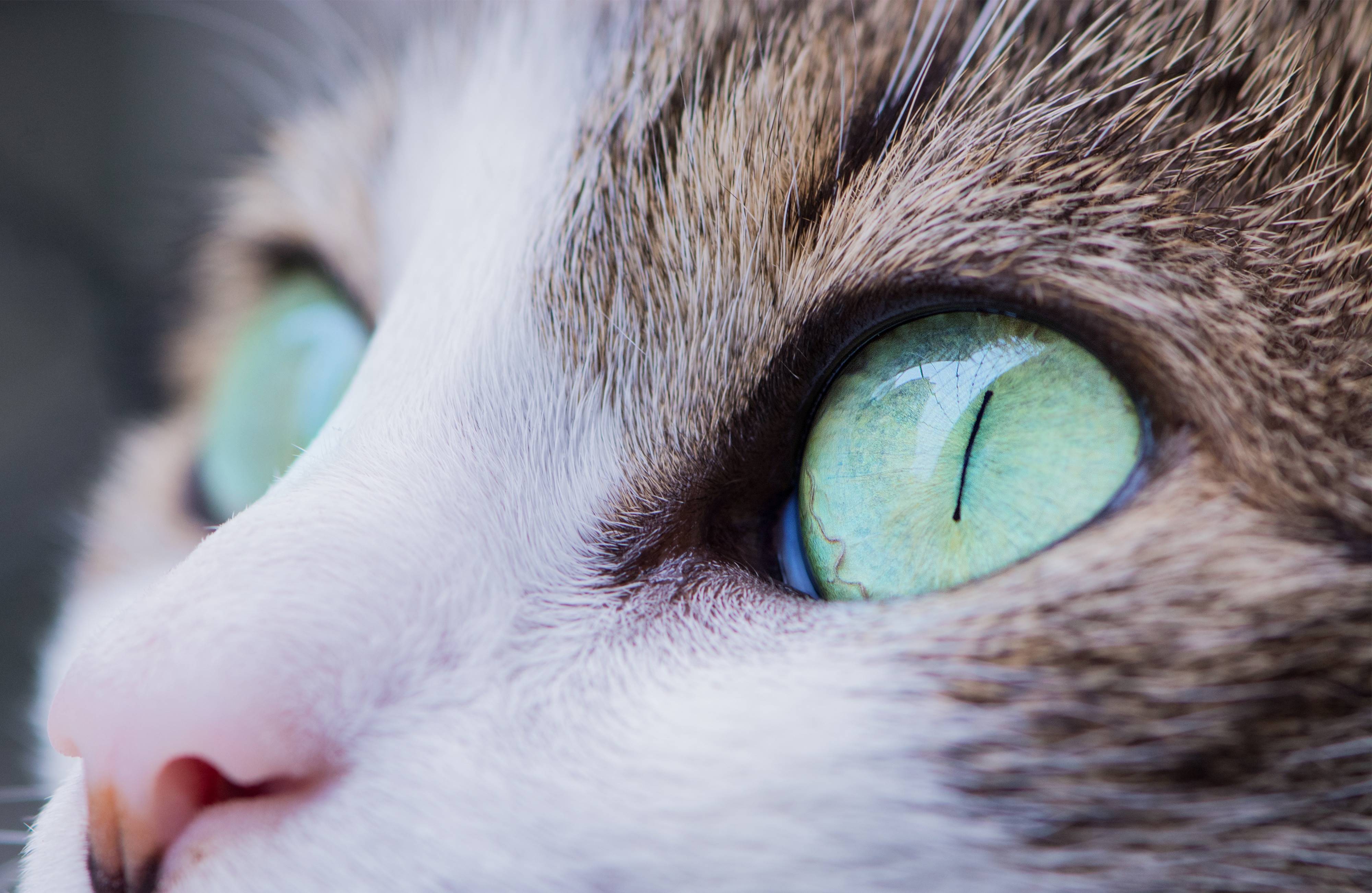 Close up of a cat's green eye HD Wallpaper