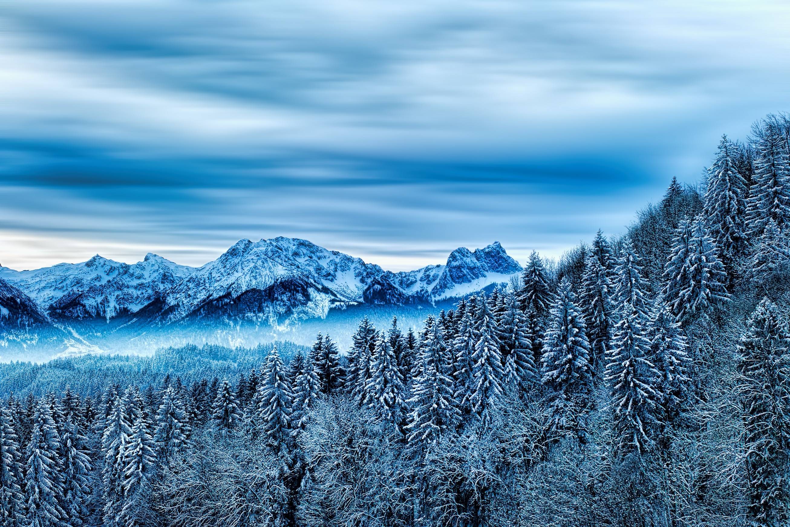 Snowy mountain range with pine forest in winter HD Wallpaper