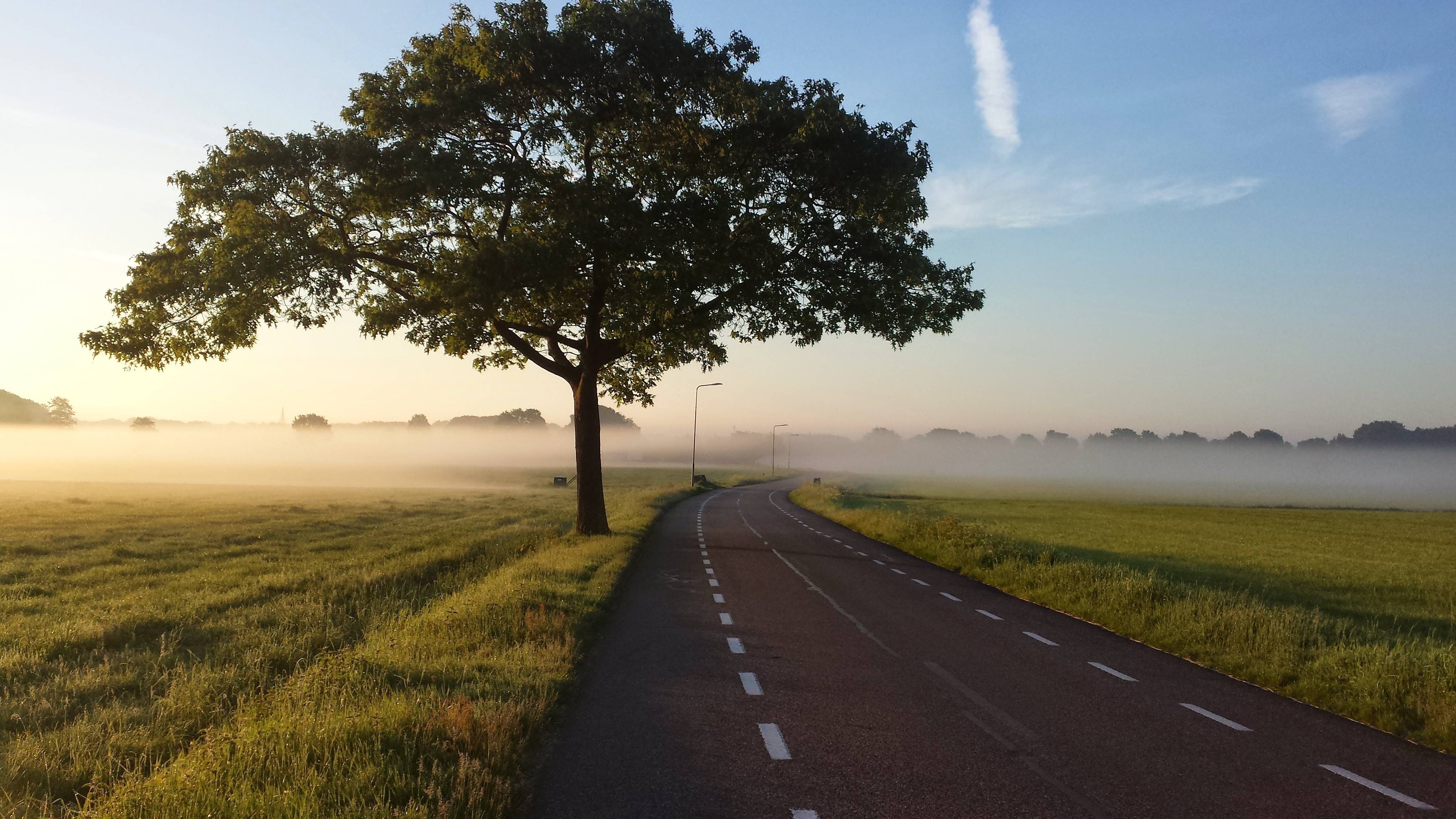 Foggy country road with a lone tree HD Wallpaper