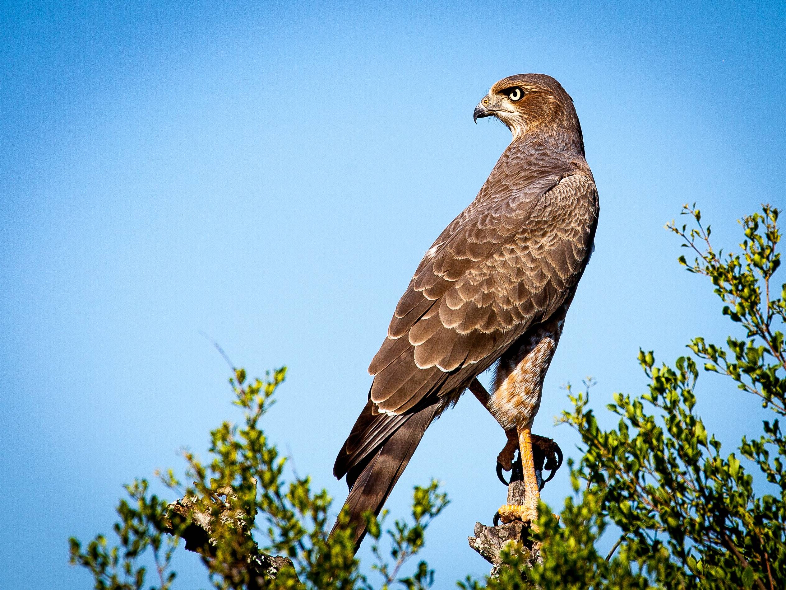 Brown raptor perched on a tree branch against blue sky HD Wallpaper