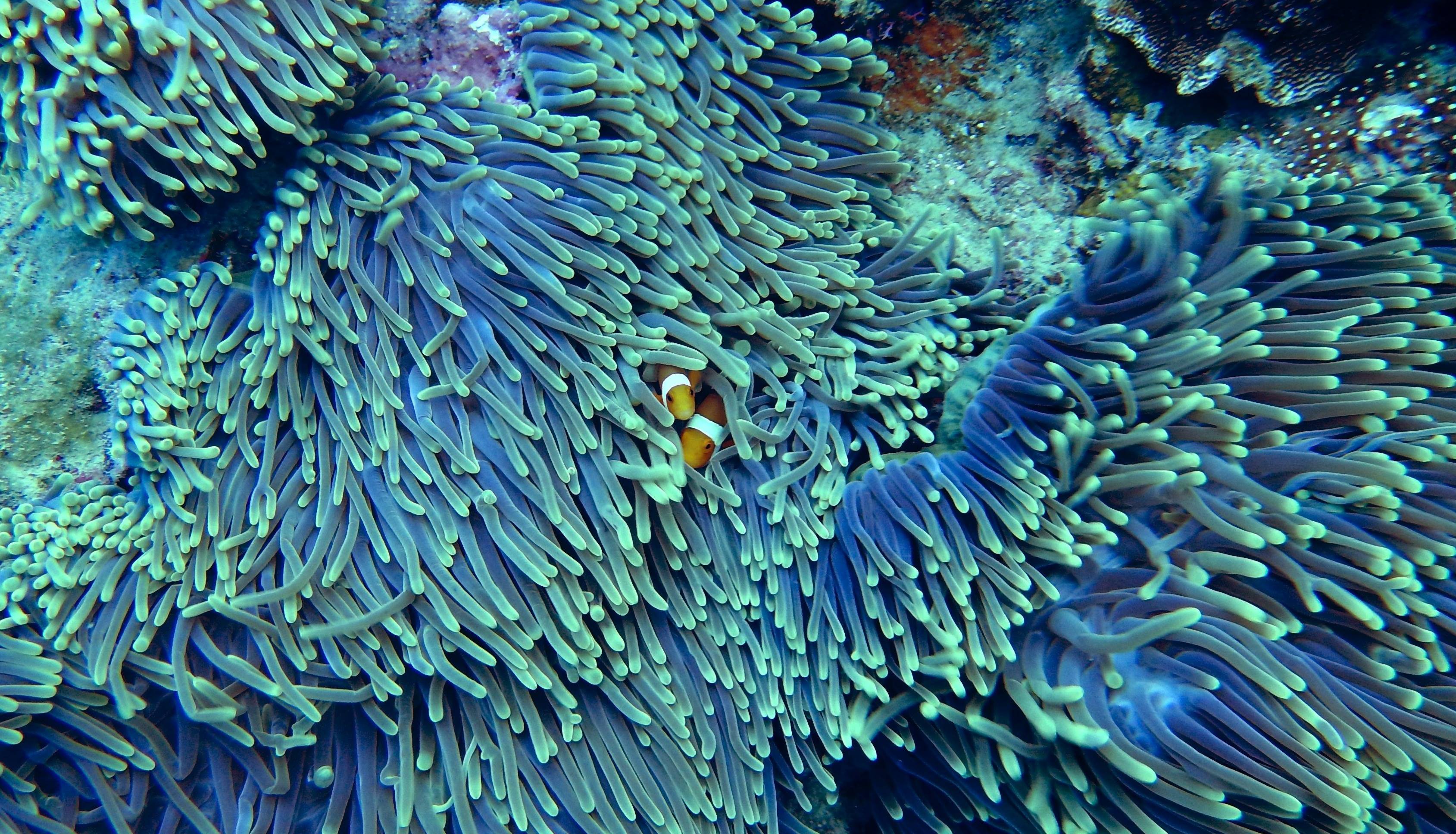 Clownfish nestled in anemone underwater HD Wallpaper