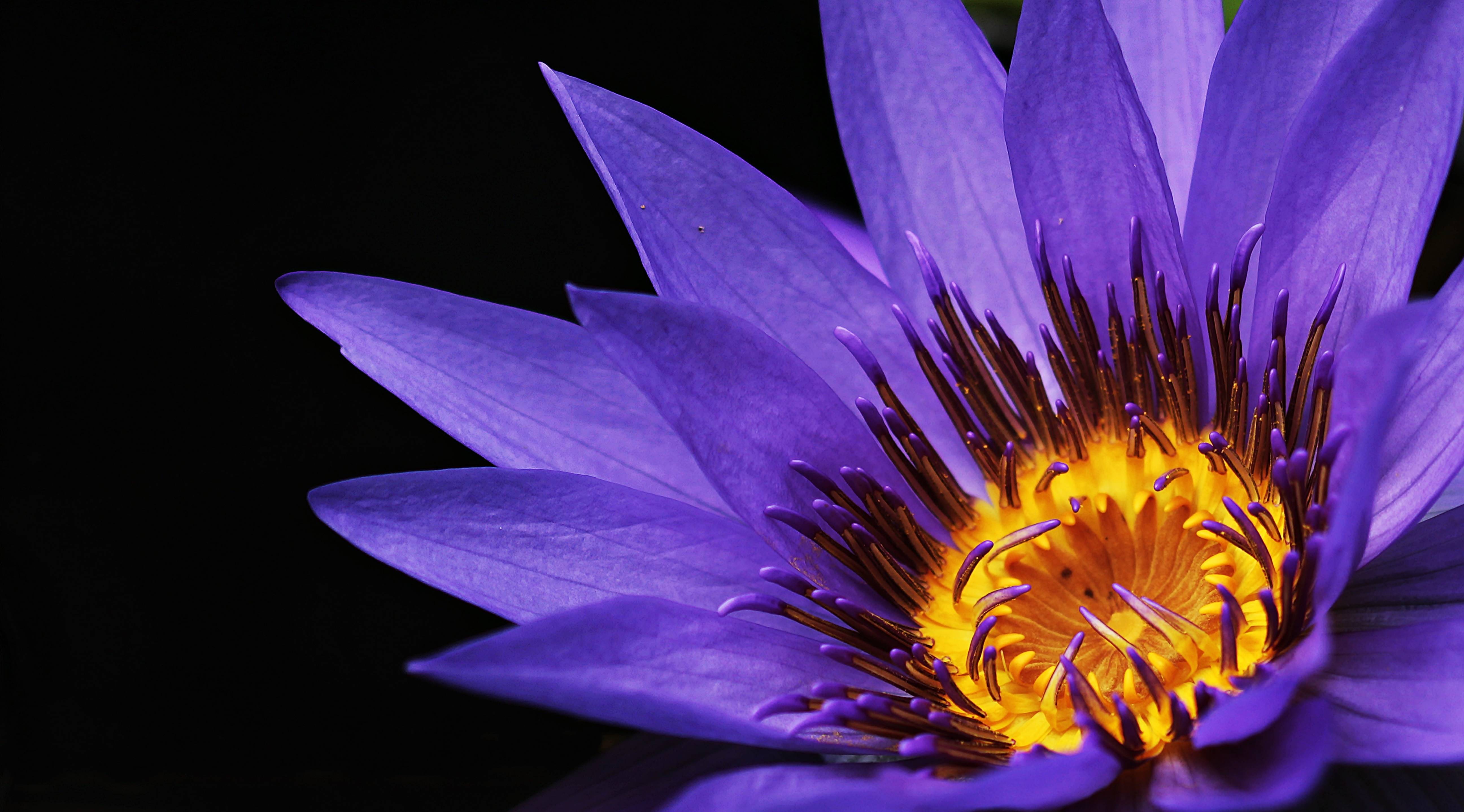 Close-up of a vibrant purple water lily with yellow center HD Wallpaper
