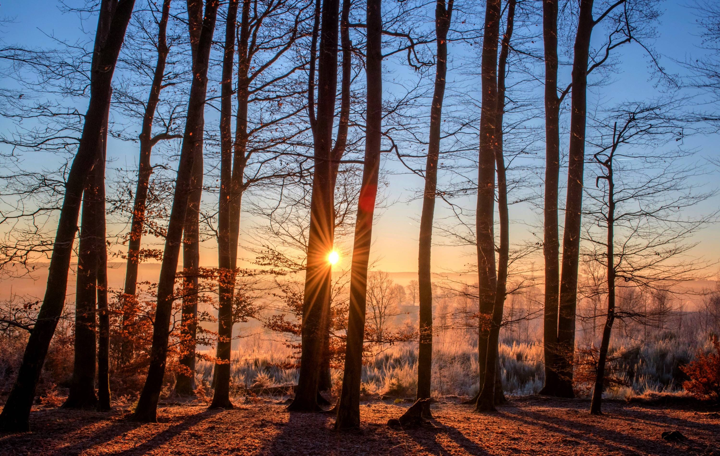Sunlight shines through trees in a forest at sunrise HD Wallpaper