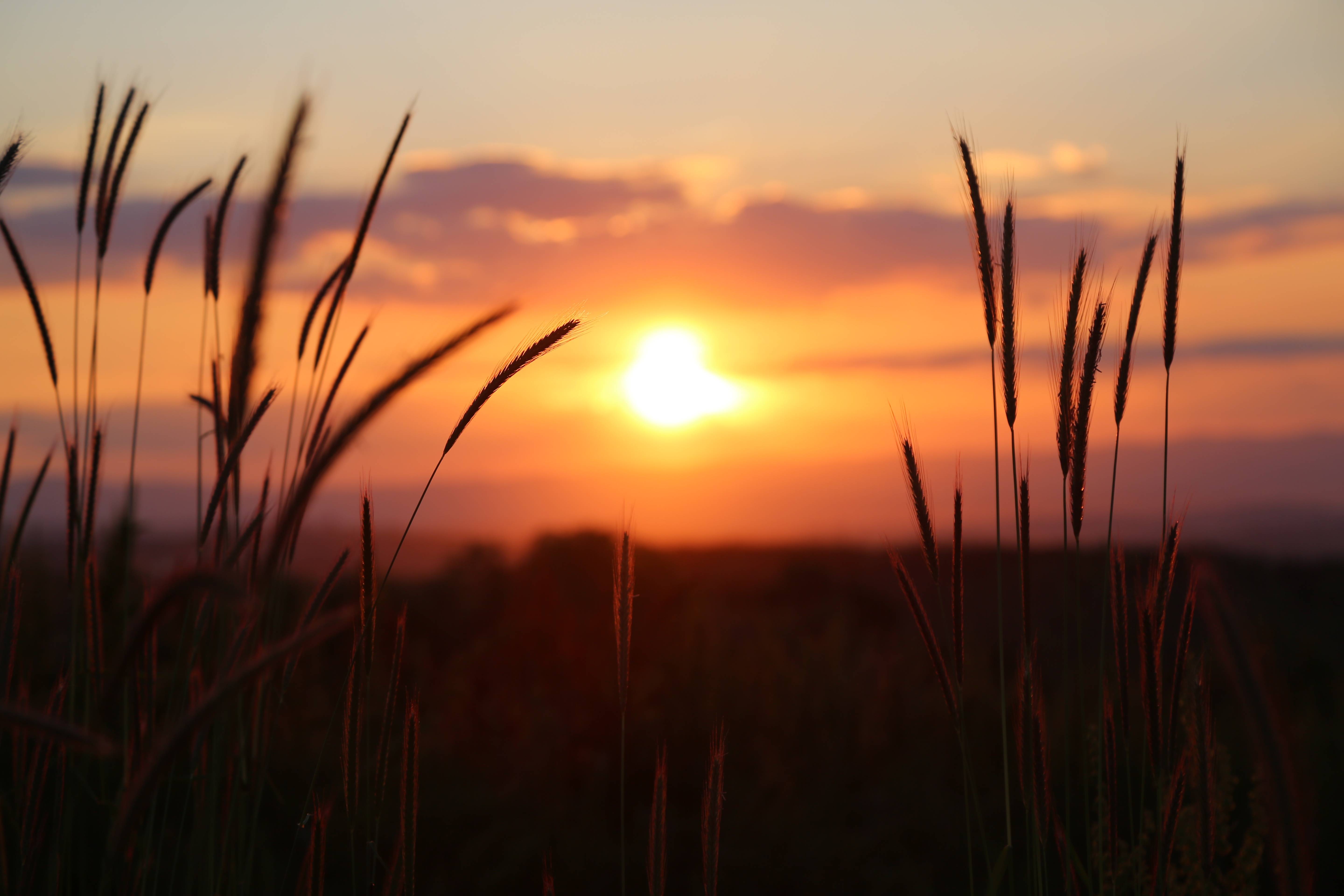 Sunset over a field with tall grasses in silhouette HD Wallpaper