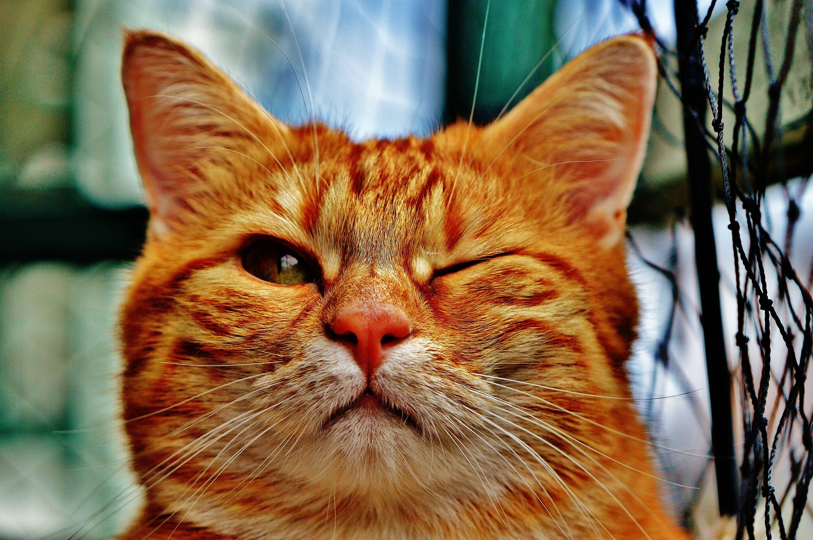 Orange tabby cat winks at the camera HD Wallpaper