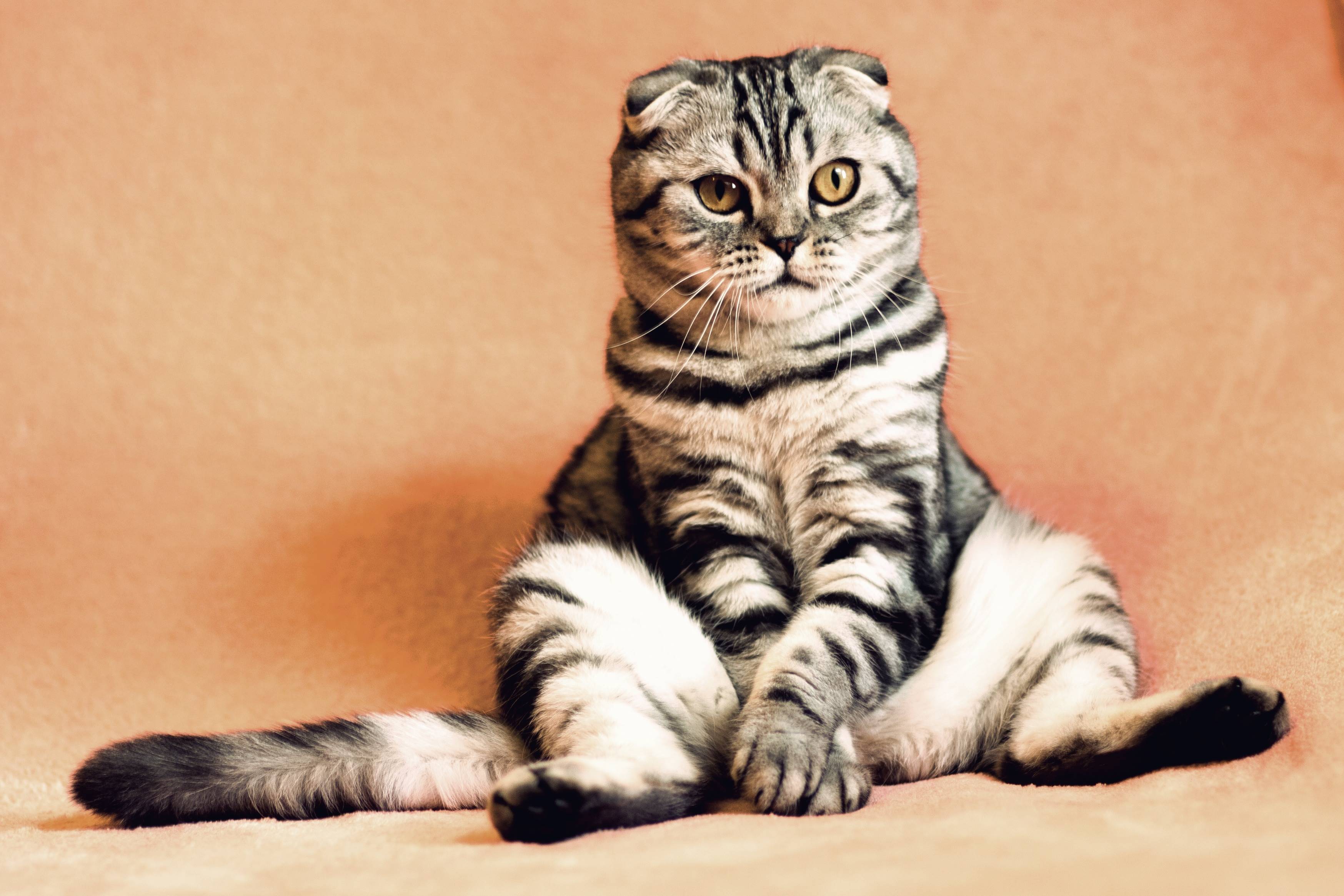 Scottish Fold cat sitting on a peach-colored surface HD Wallpaper