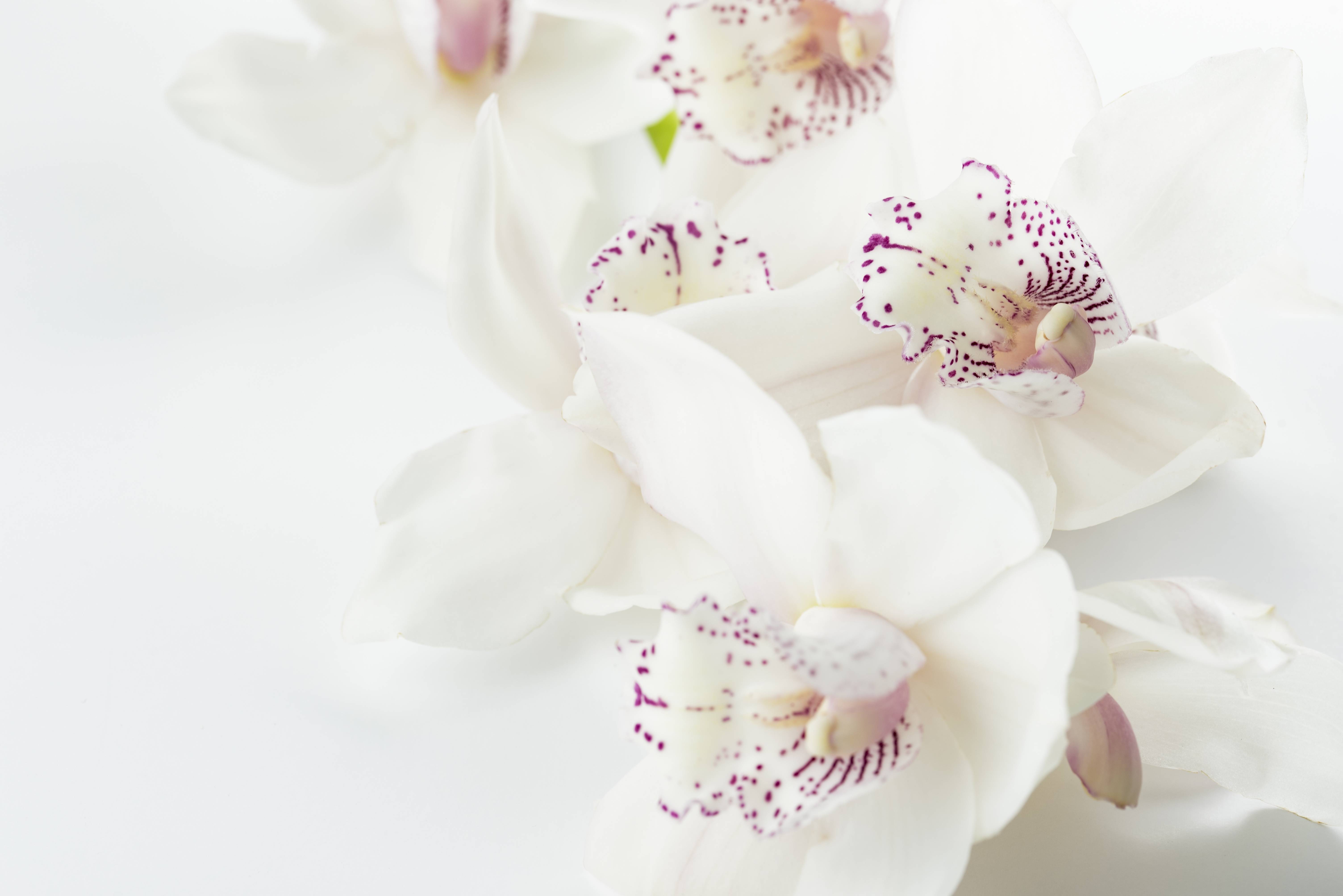White orchids with purple spots on a white background HD Wallpaper