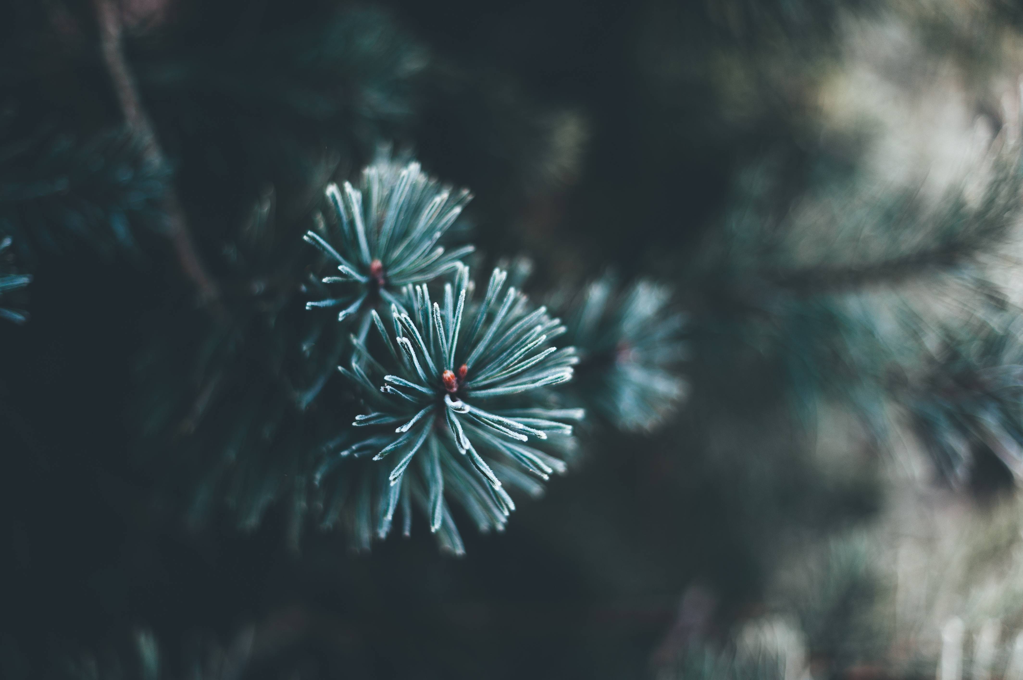 Close up of a fir tree branch with needles HD Wallpaper
