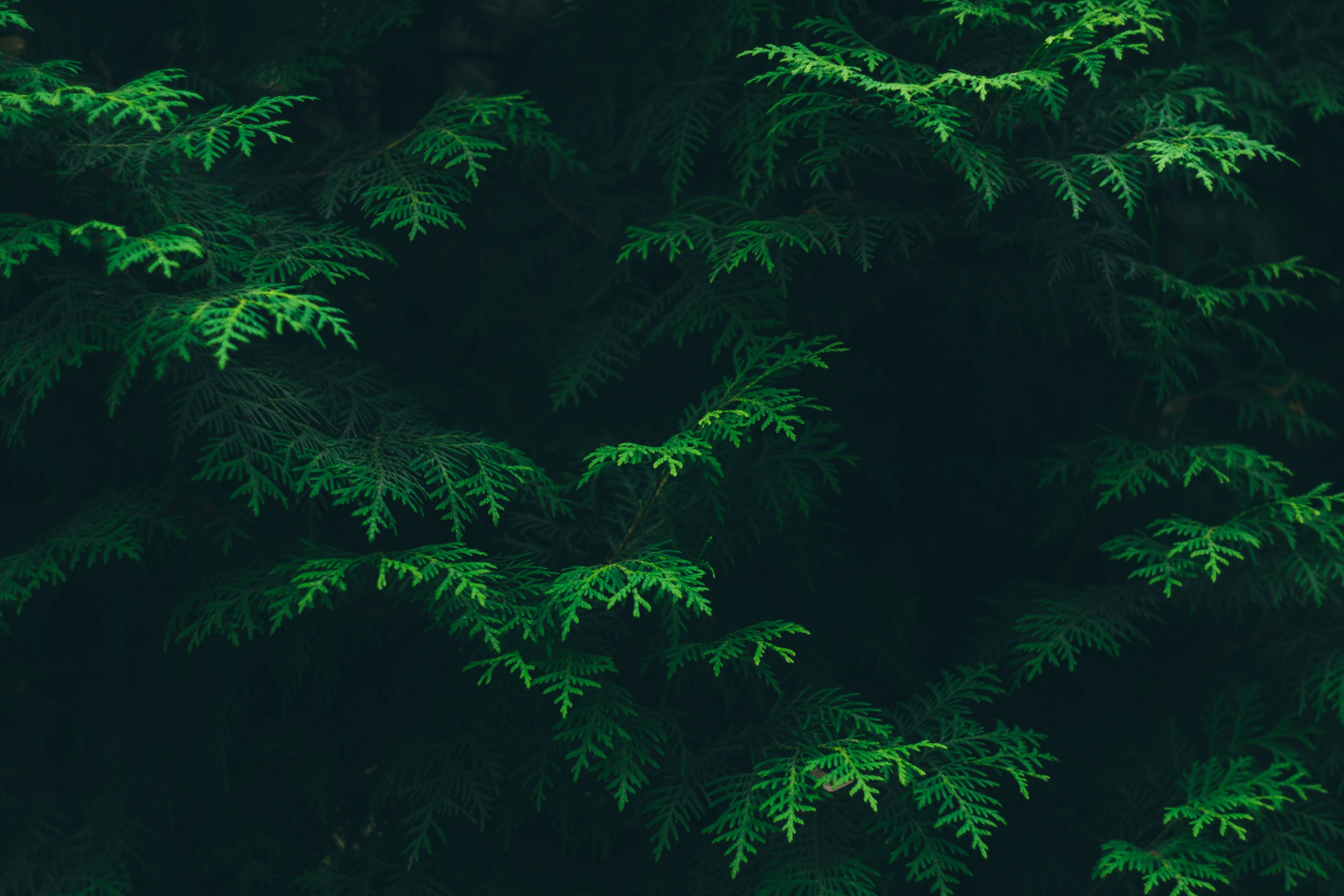 Close-up of dark green evergreen foliage HD Wallpaper