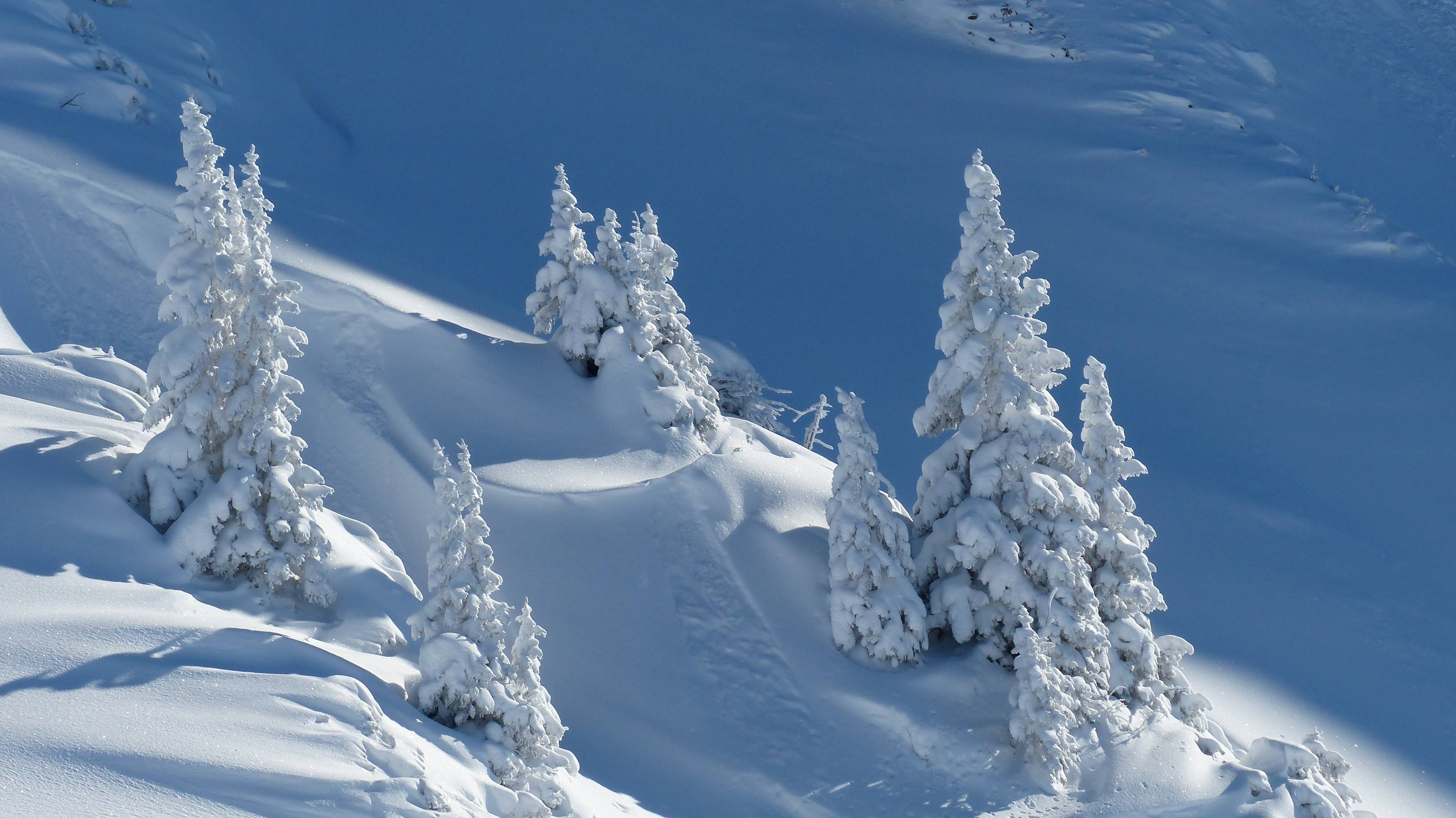 Snow-covered fir trees on a sunny winter day HD Wallpaper