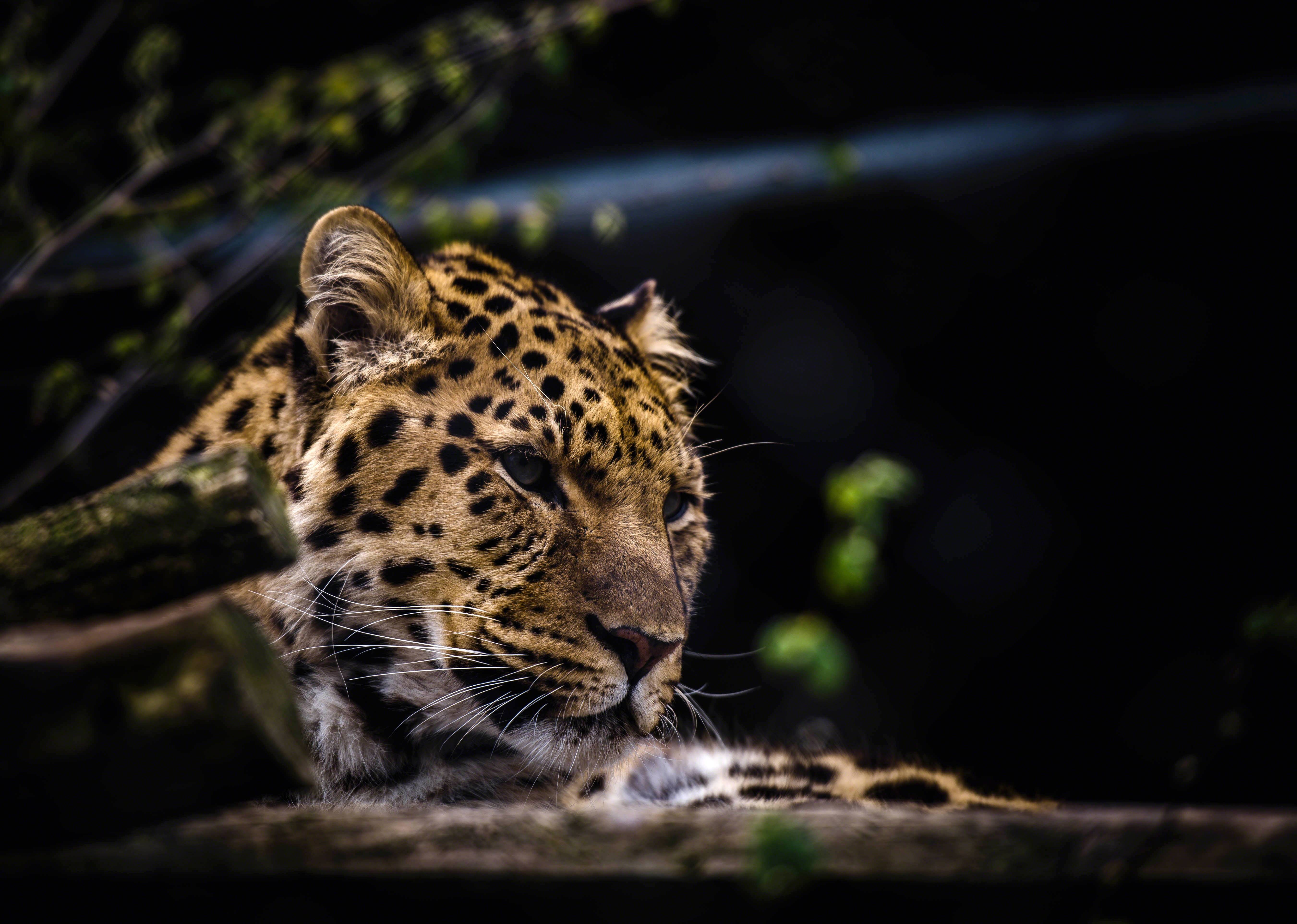 Leopard resting in a dark forest HD Wallpaper