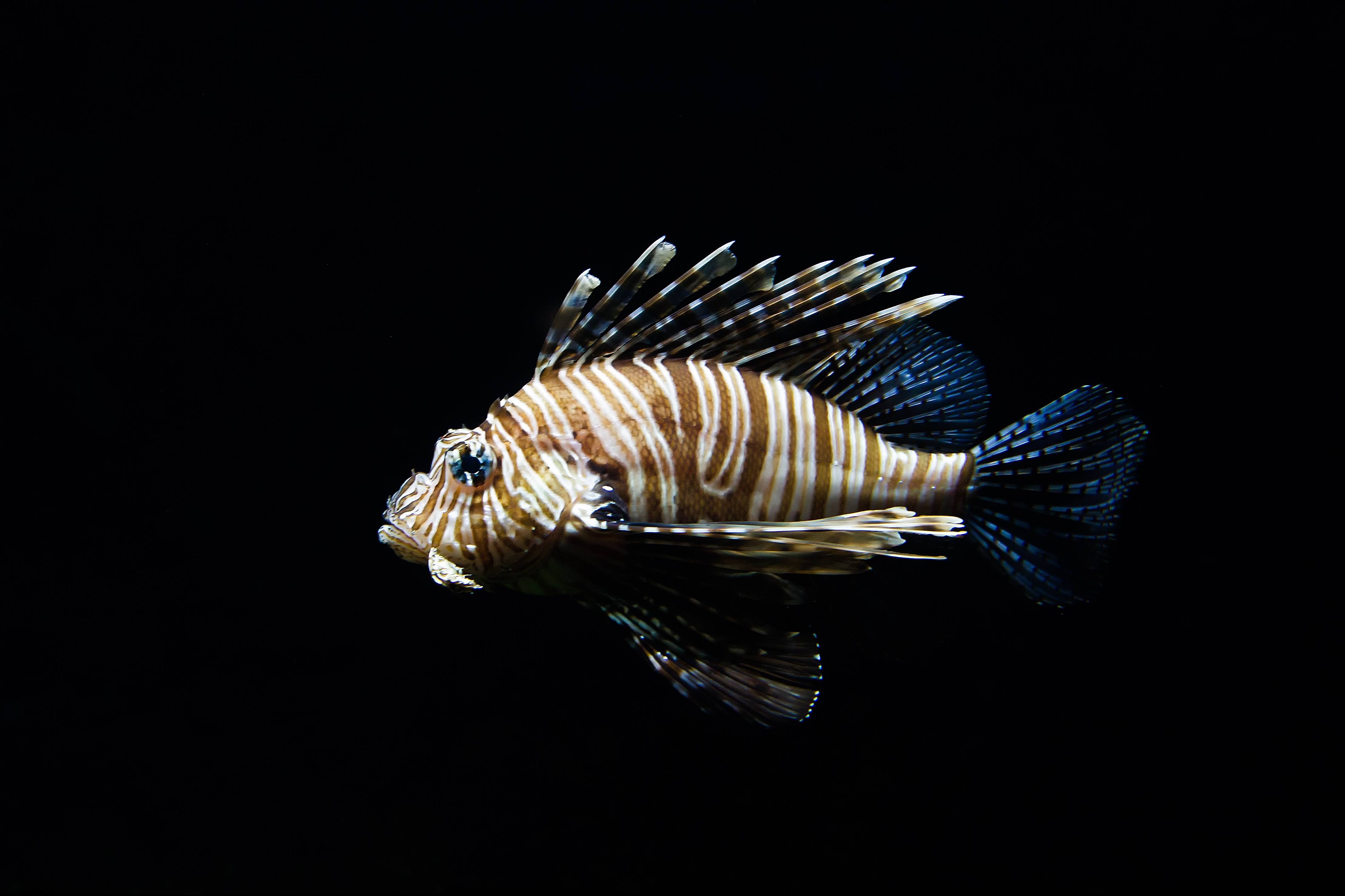 Lionfish swimming in dark water HD Wallpaper