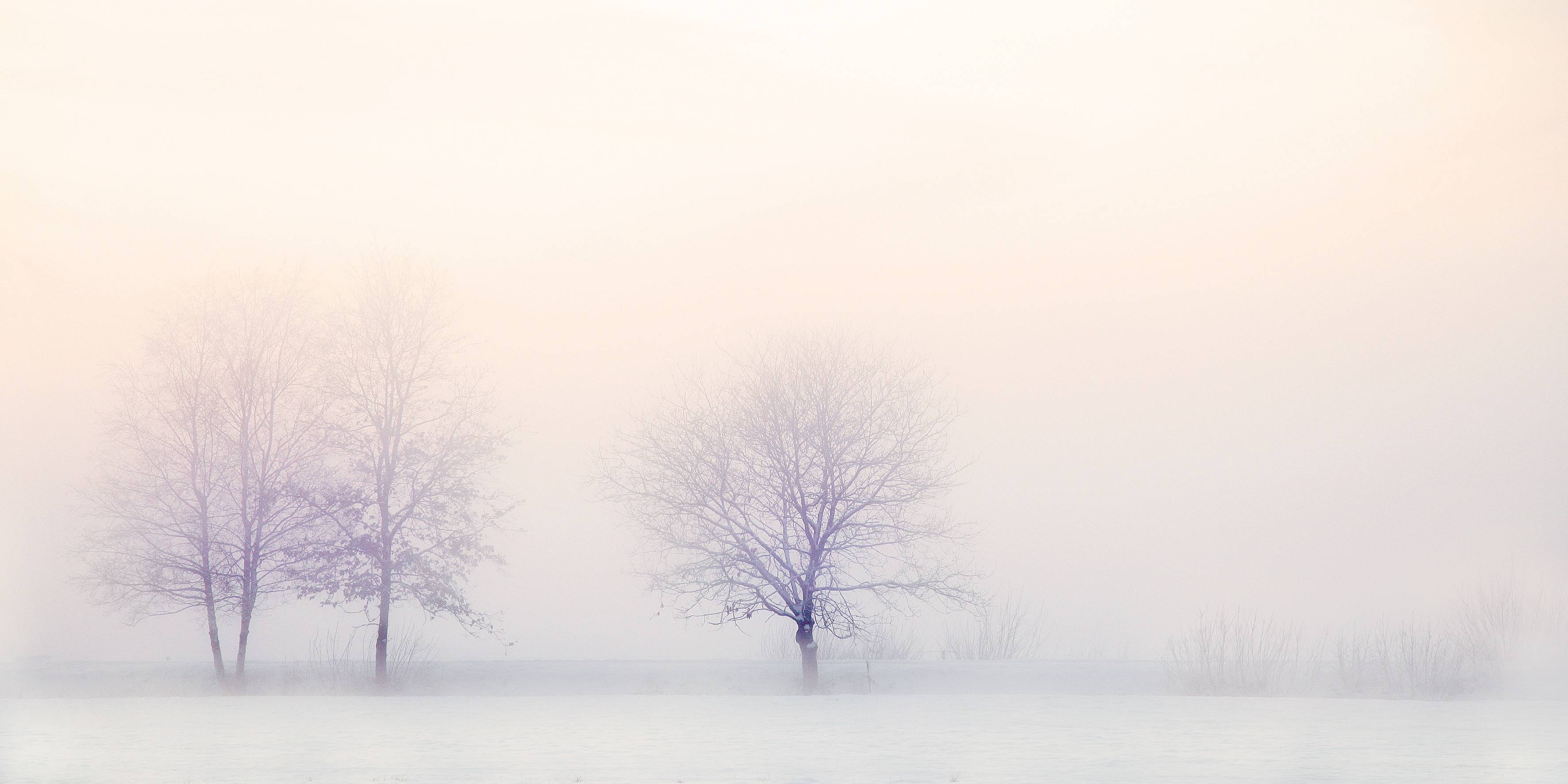 Bare trees in a foggy winter landscape HD Wallpaper