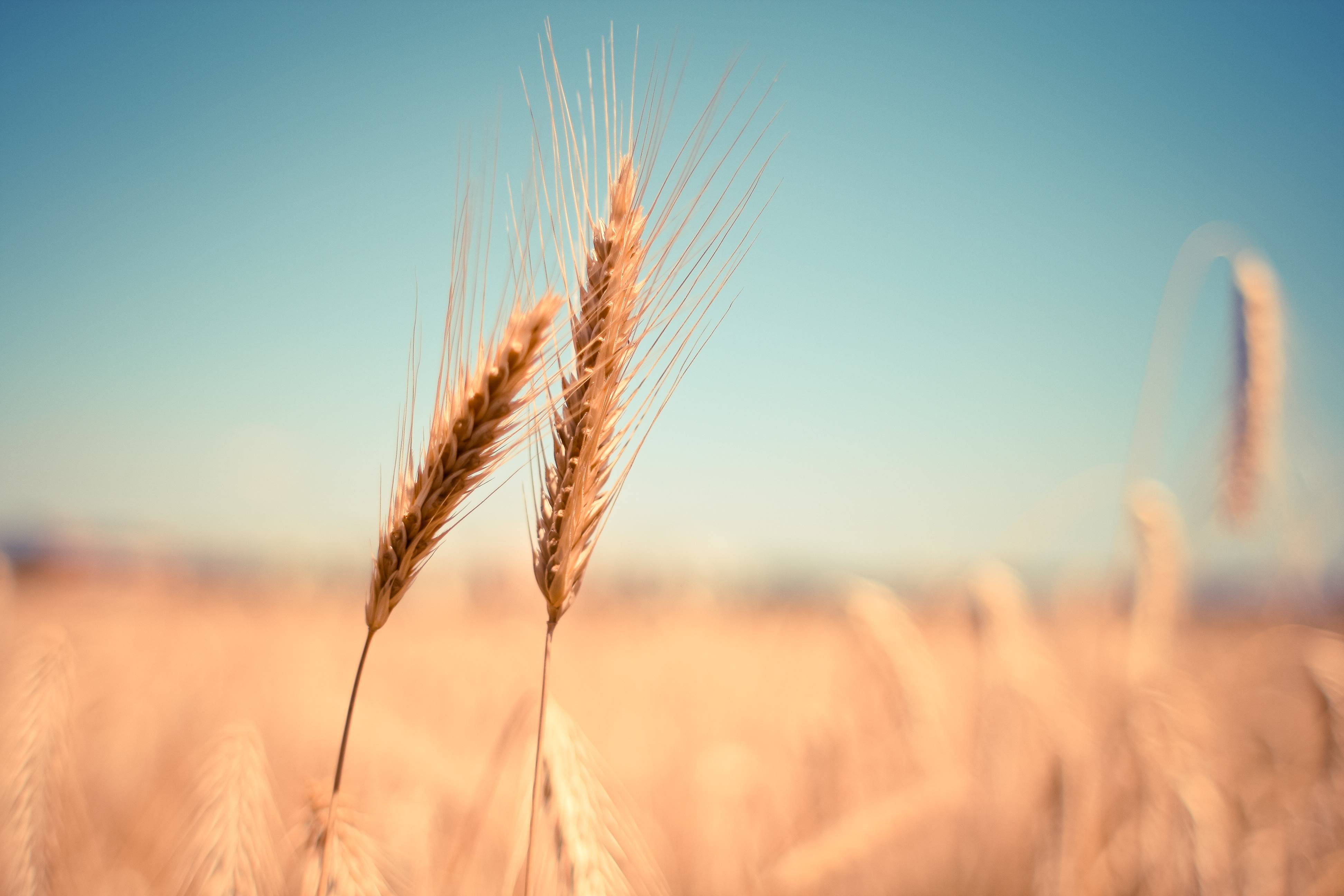 Wheat ears in a field under a clear blue sky HD Wallpaper