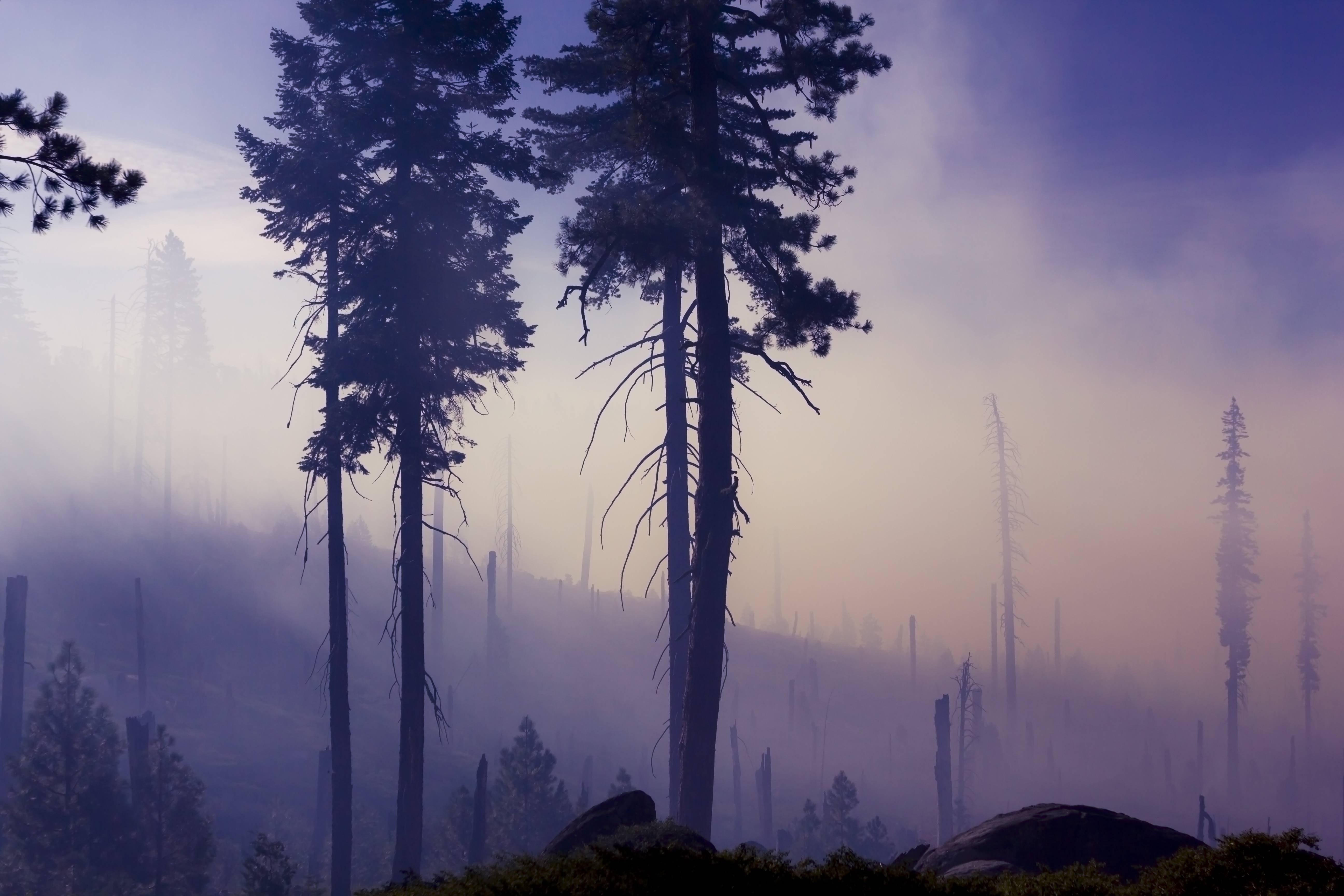 Tall trees in a misty forest HD Wallpaper