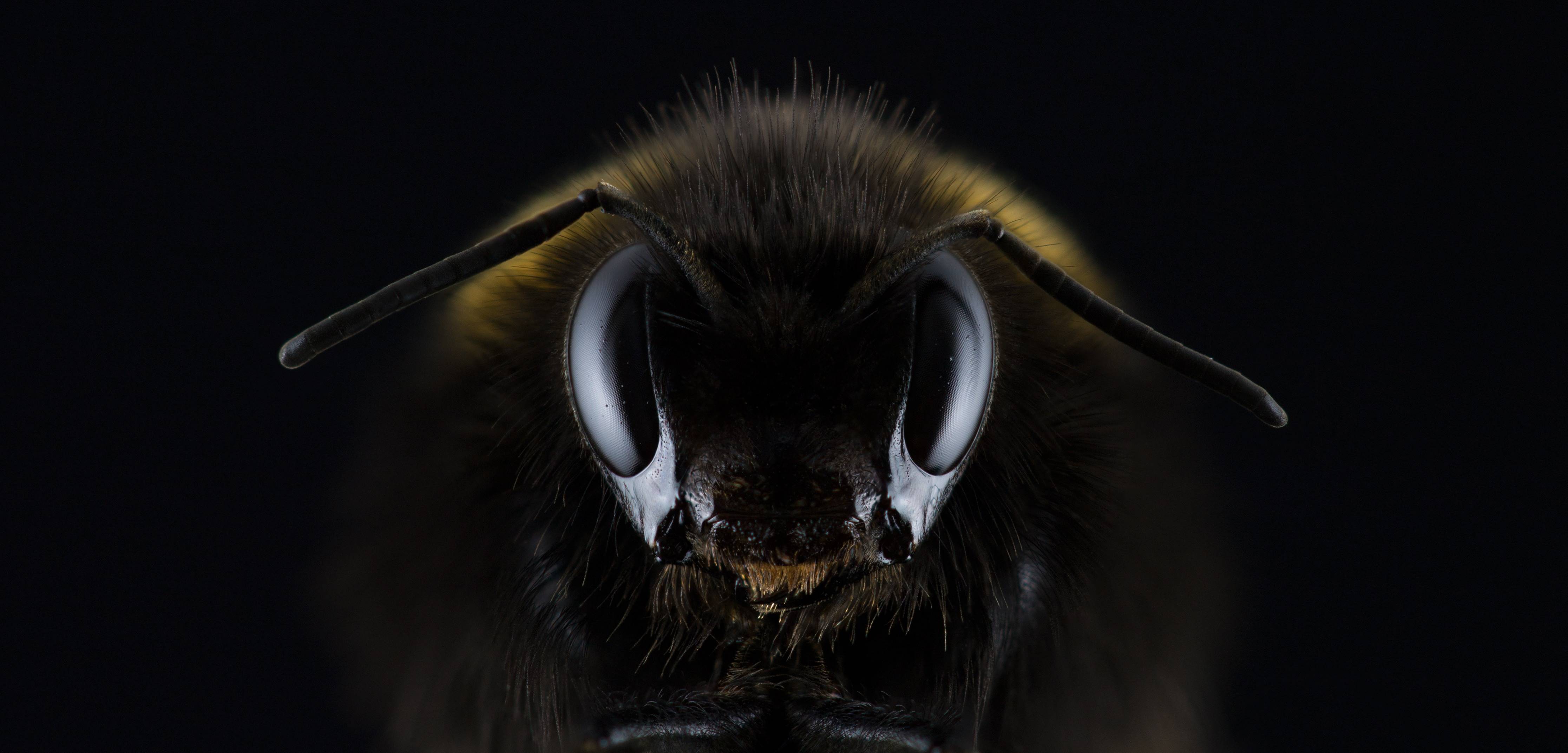Close-up macro shot of a bumblebee's face HD Wallpaper
