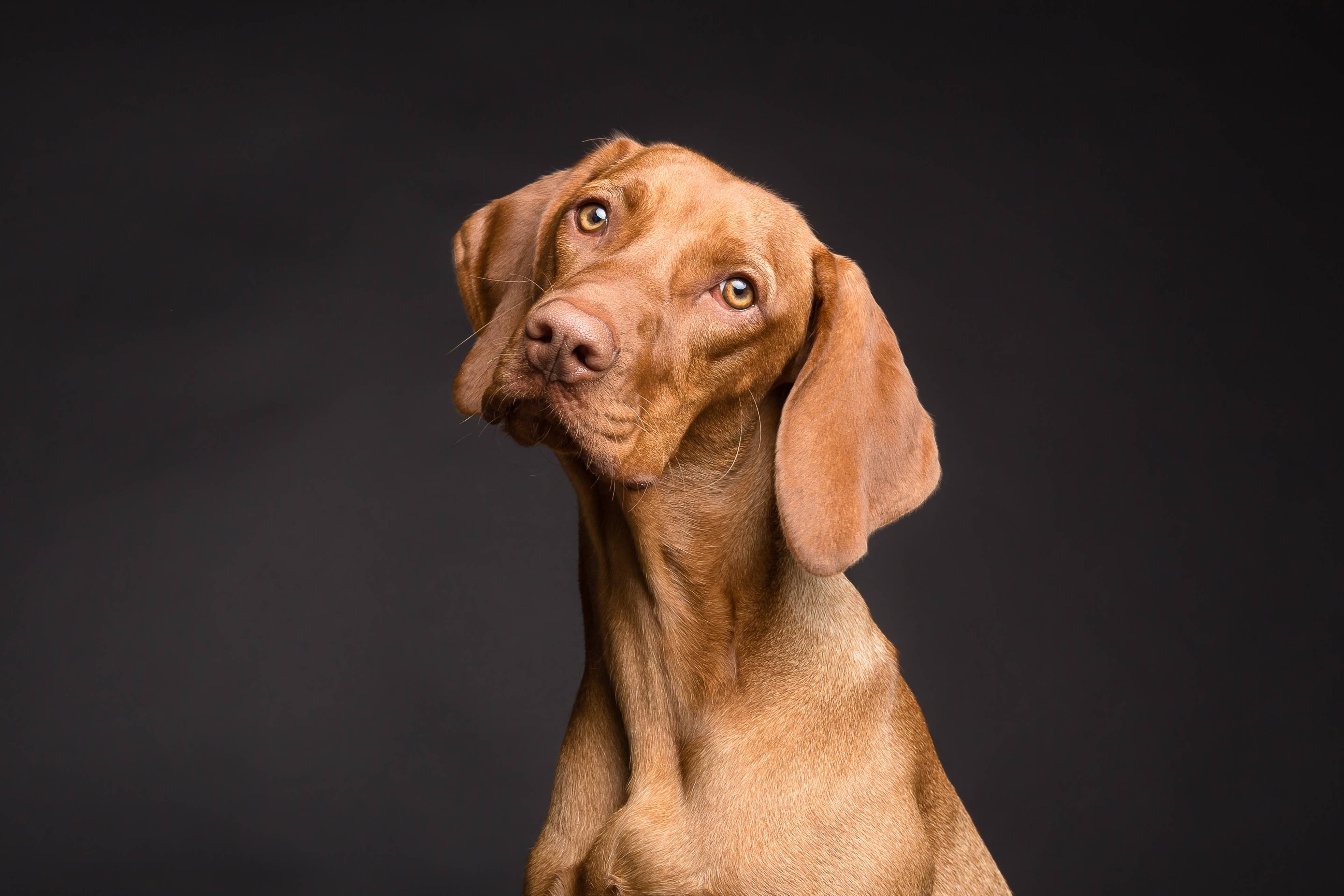 Brown Vizsla dog with head tilted HD Wallpaper