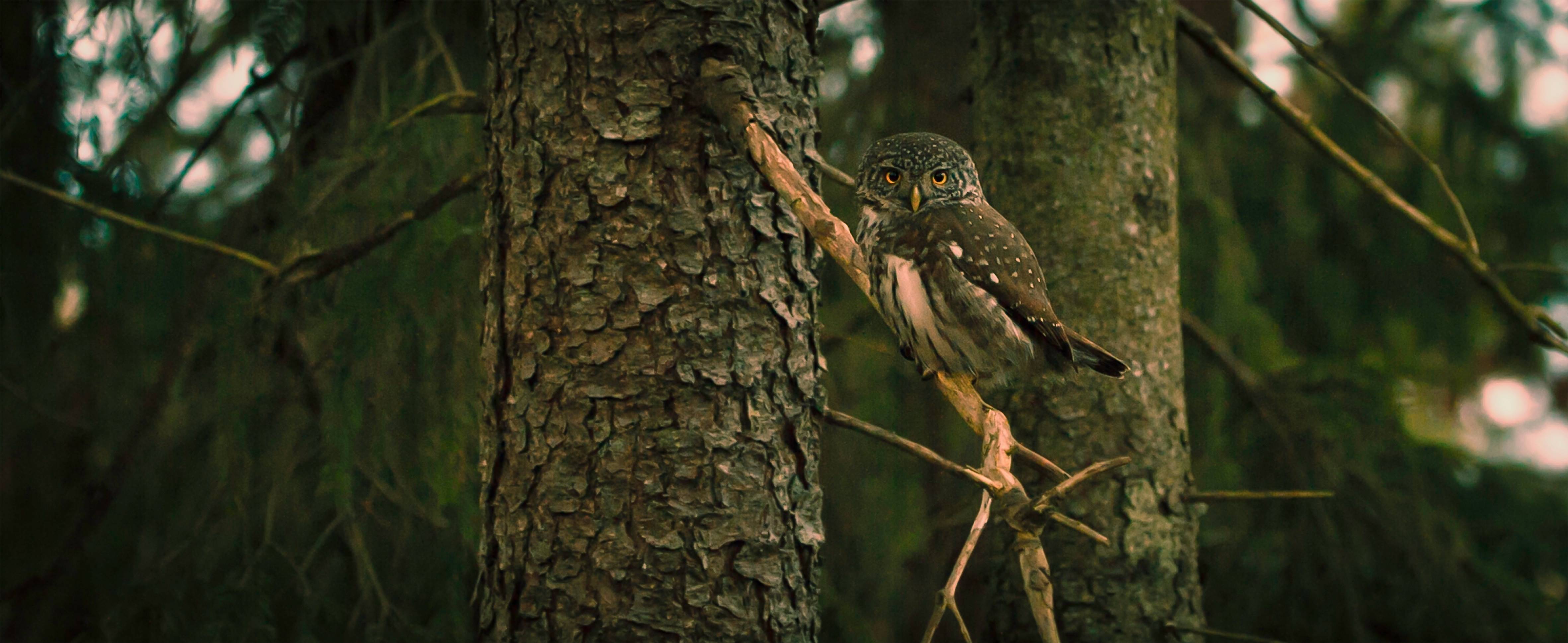 Small owl perched on a branch in a forest HD Wallpaper