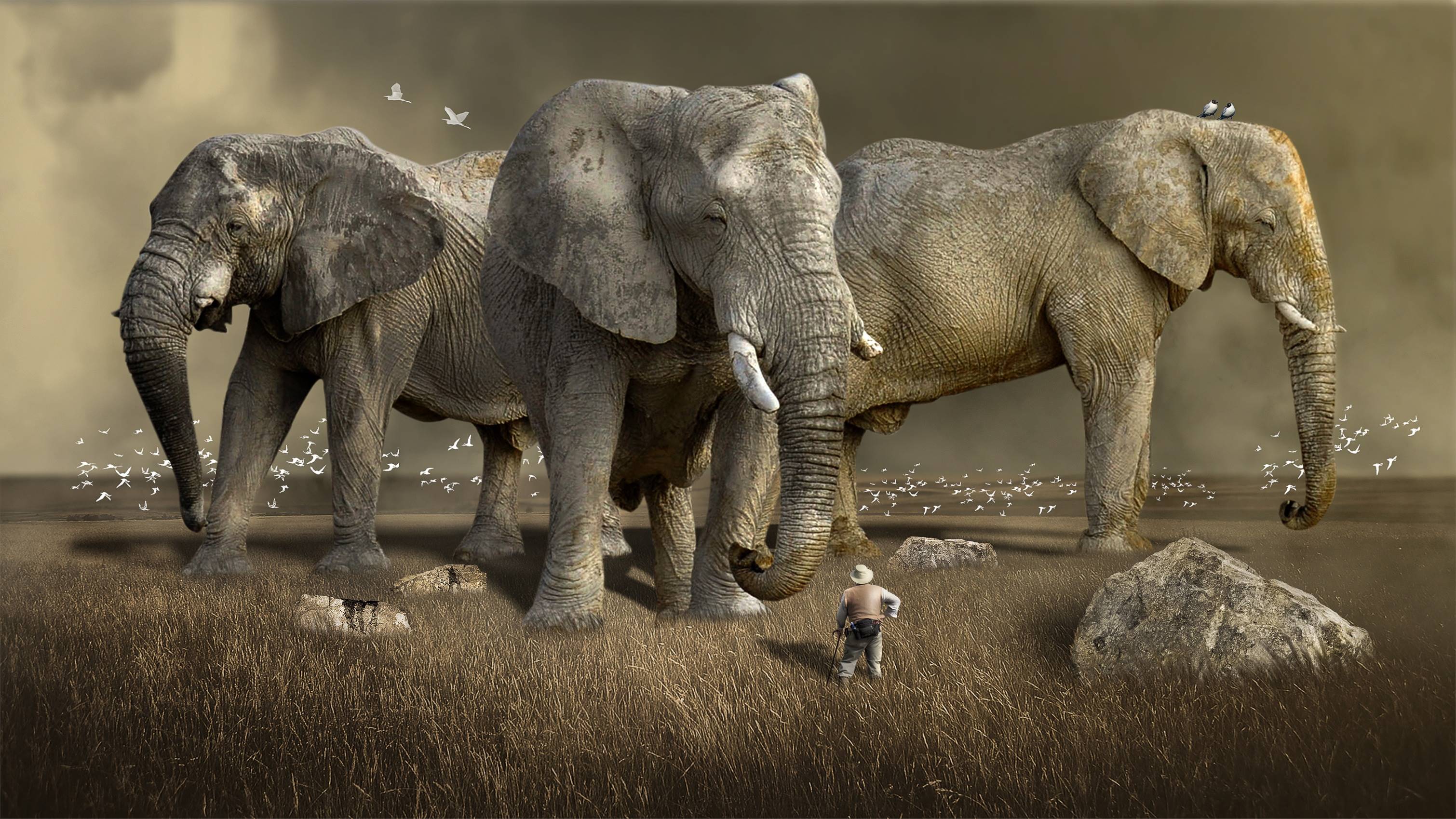 Three elephants in a dry grassy field with a man HD Wallpaper