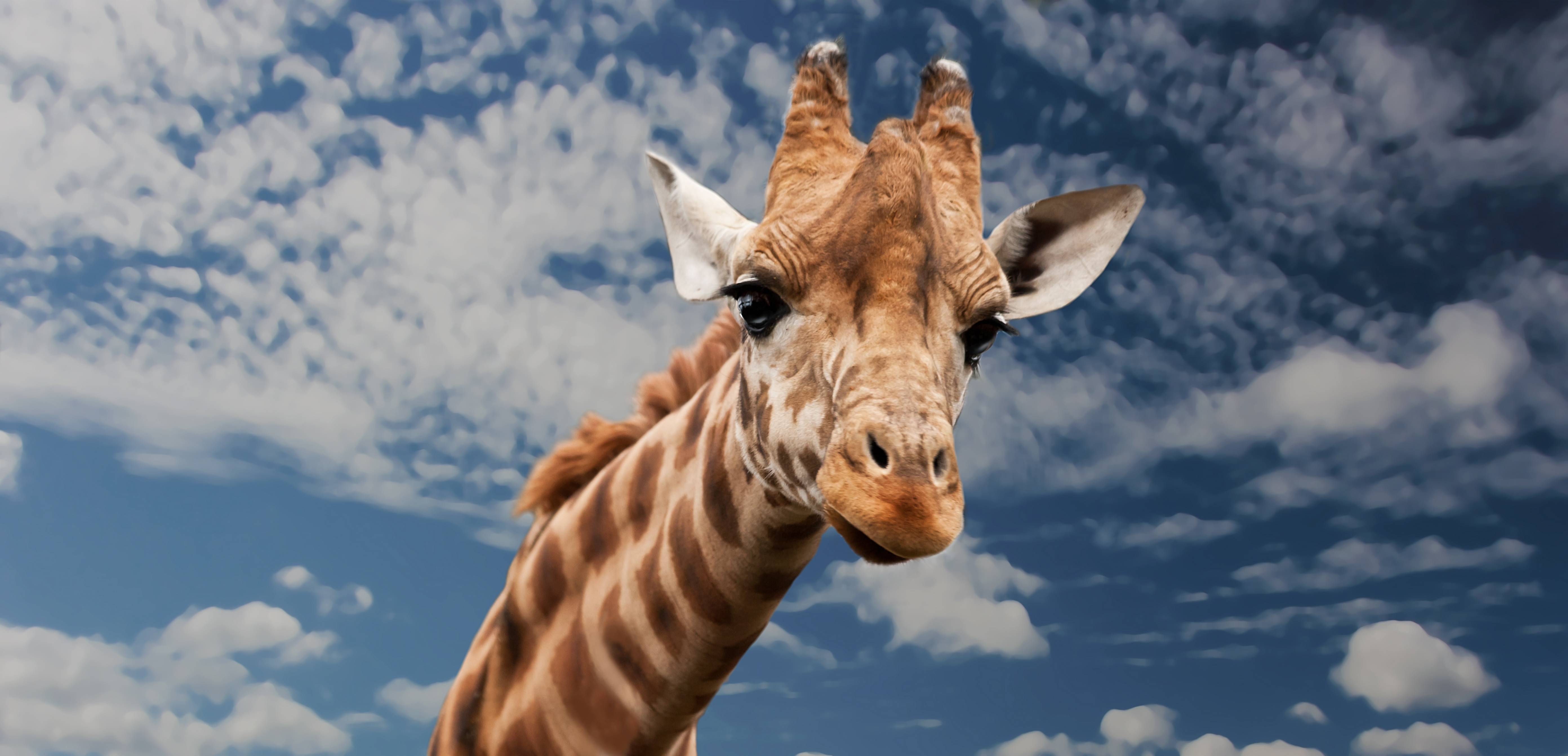 Close-up of a giraffe's head against a cloudy sky HD Wallpaper