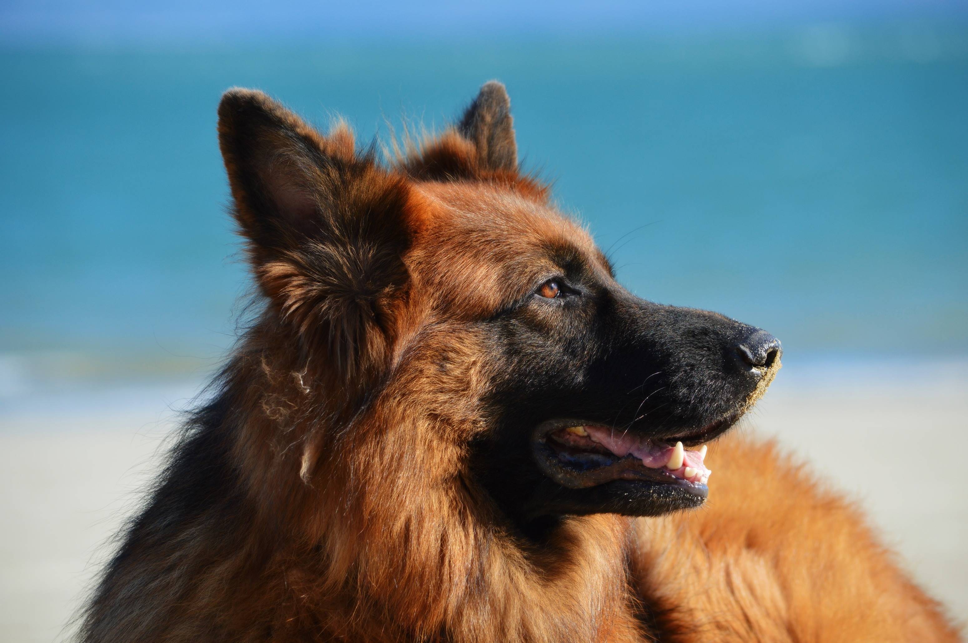 German Shepherd dog on a beach with blue water HD Wallpaper