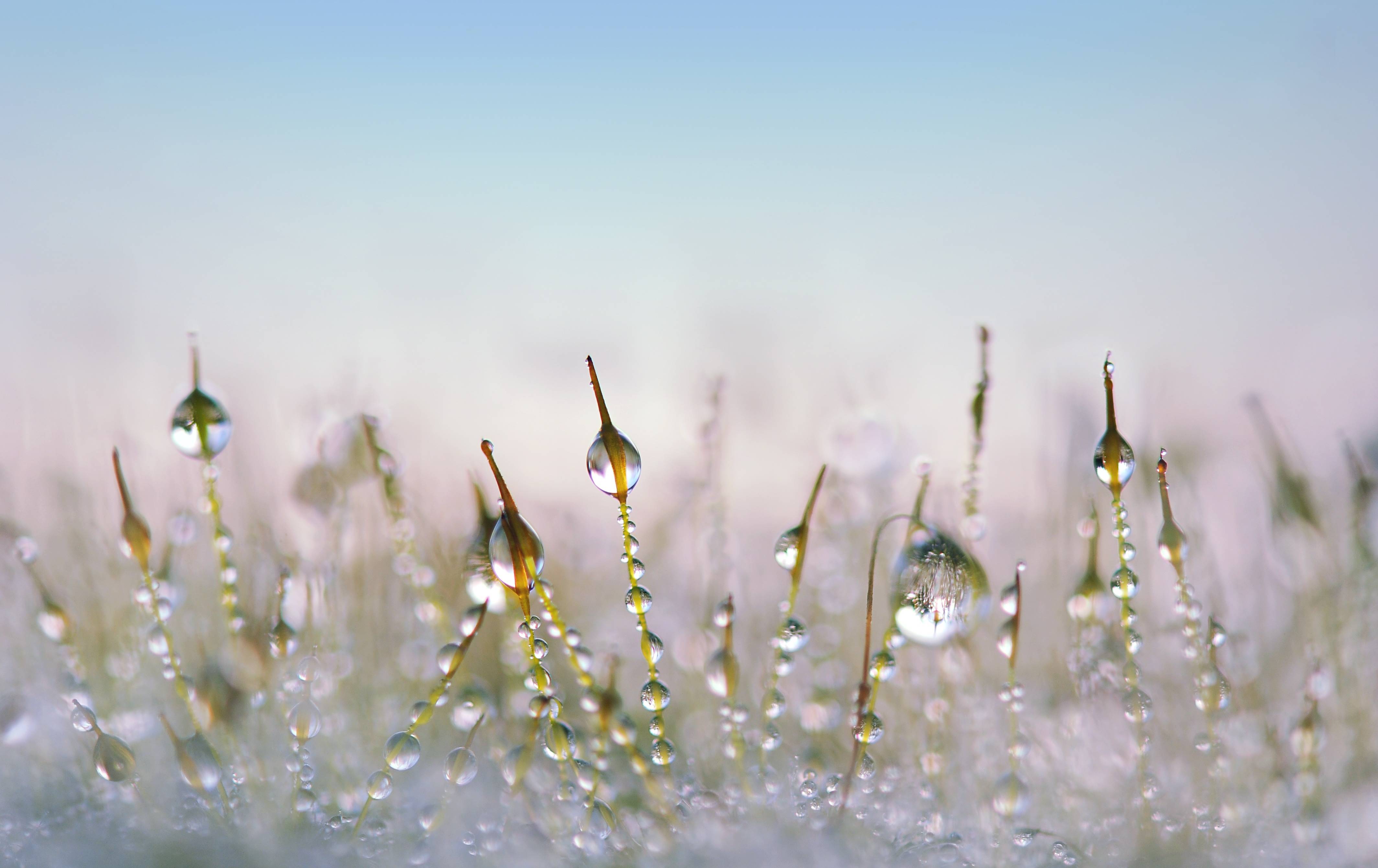 Close-up of grass with dew drops HD Wallpaper