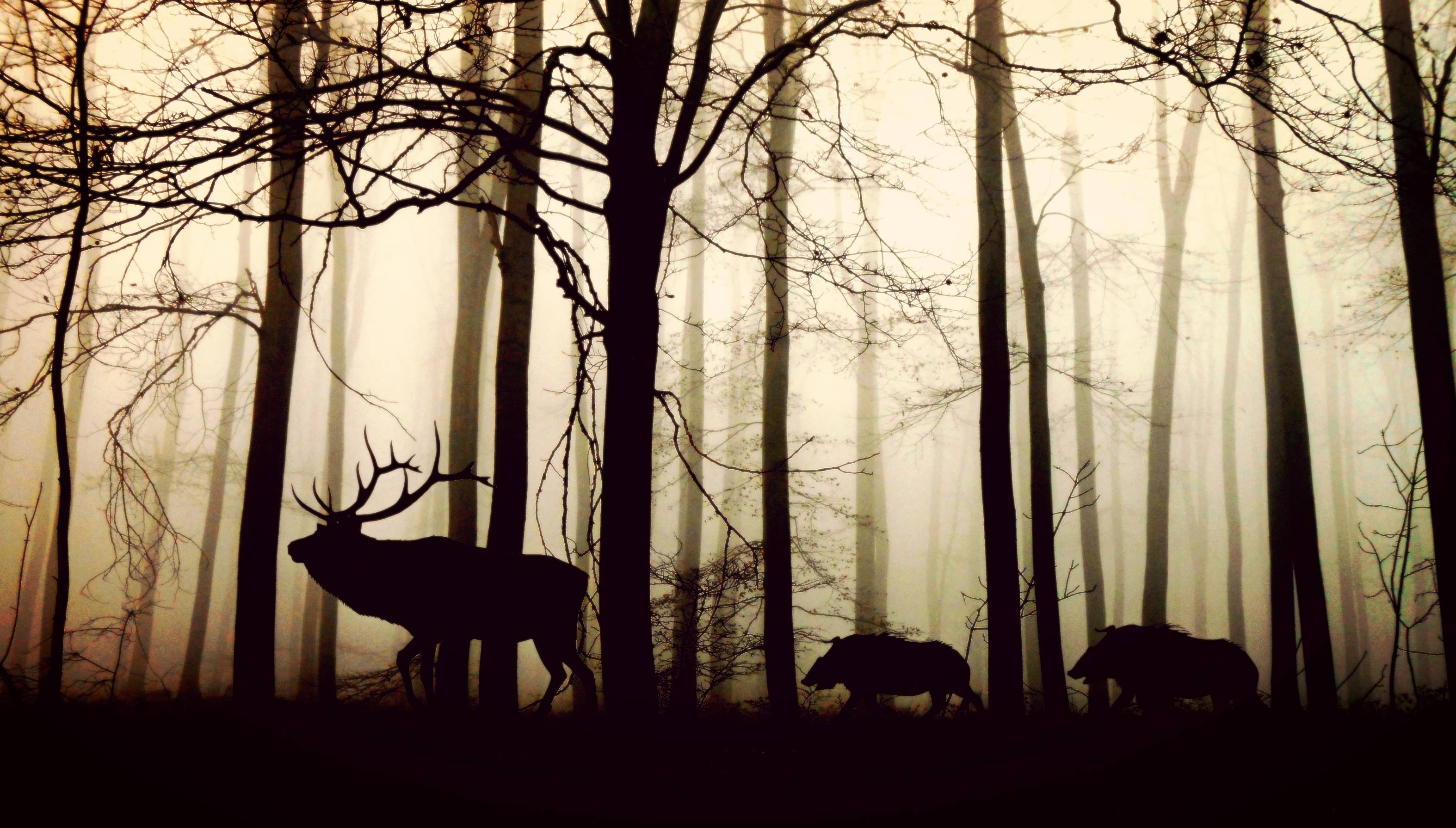 Deer and boars in a foggy forest HD Wallpaper
