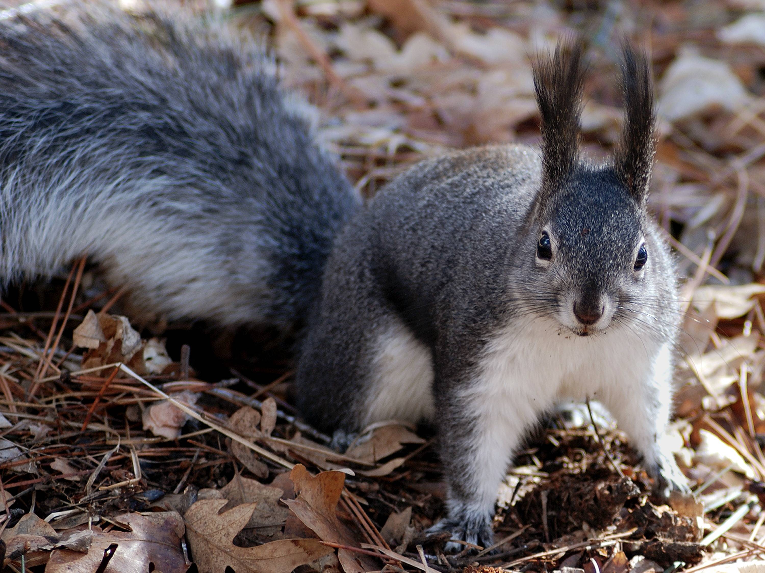 A squirrel with tufted ears sits on the forest floor HD Wallpaper