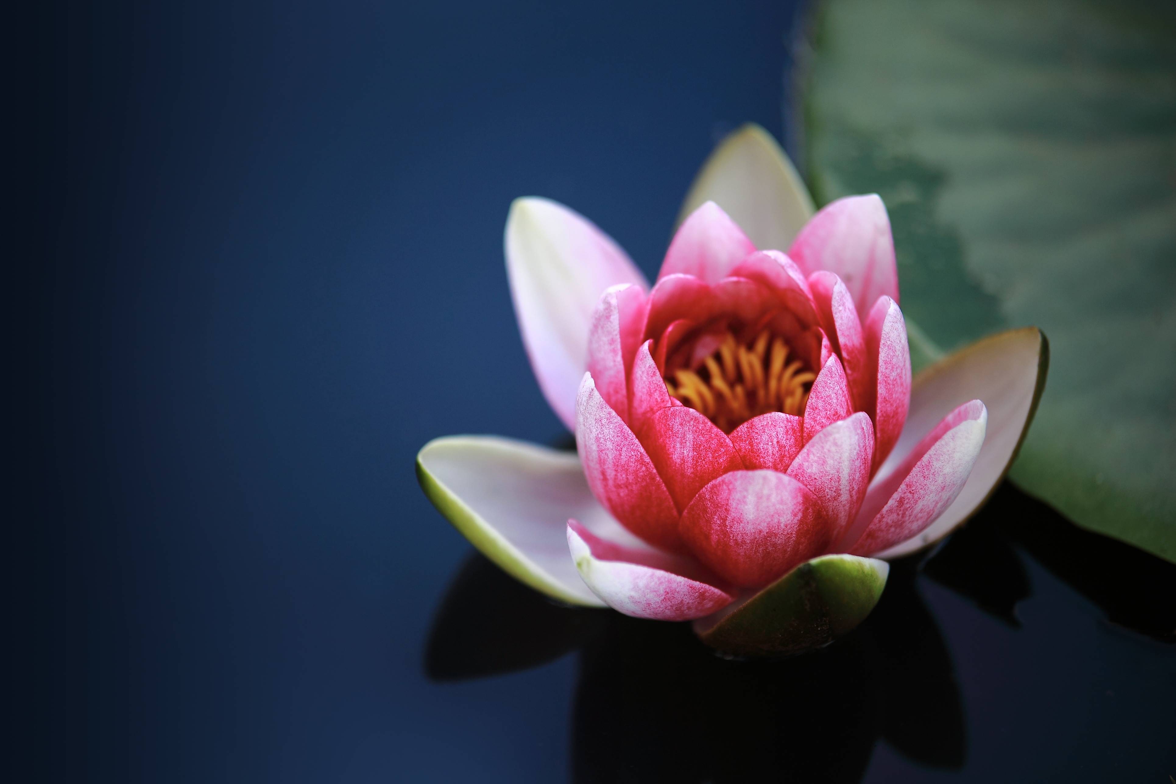 Pink lotus flower floating on dark water HD Wallpaper