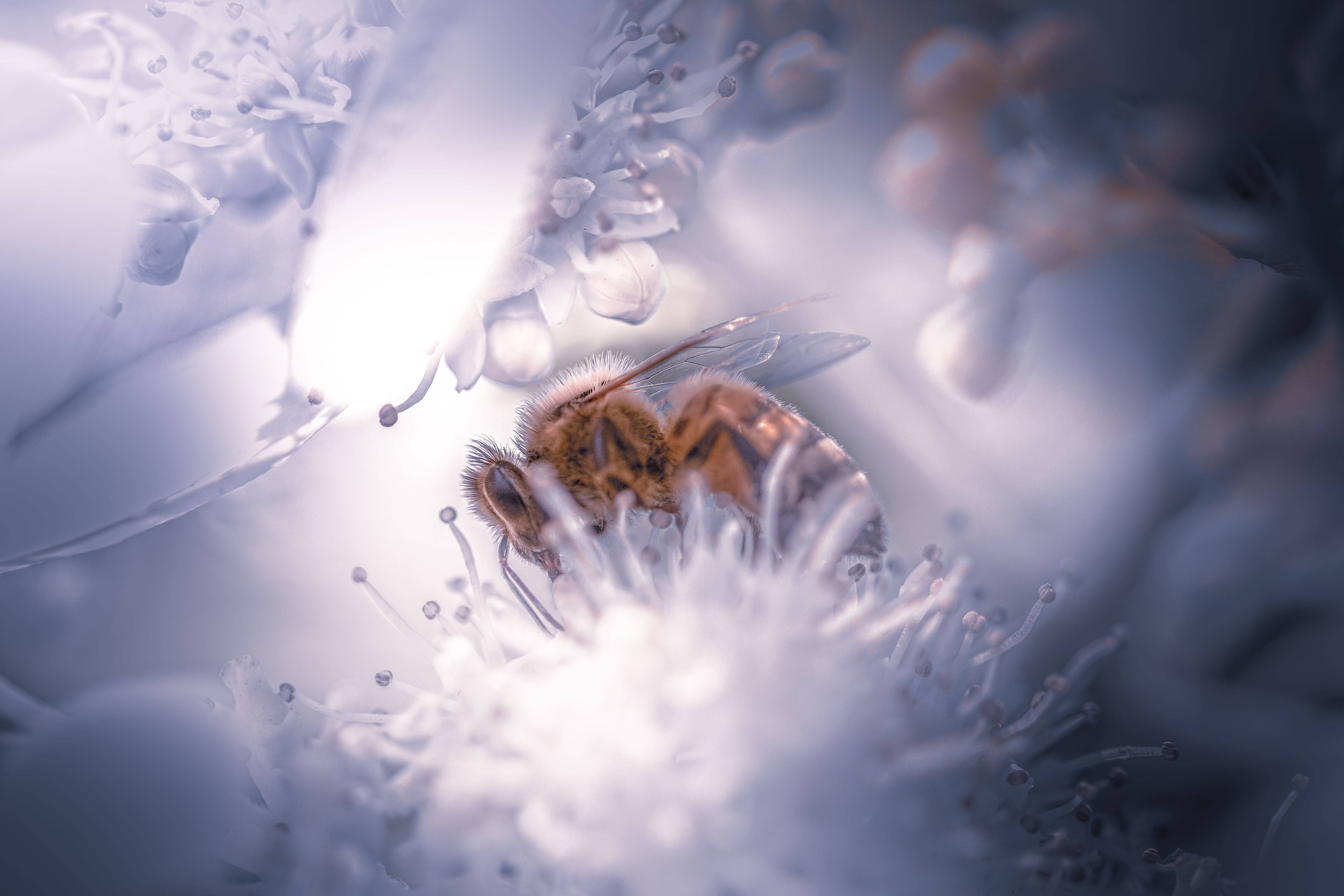 A bee collects nectar from a white flower HD Wallpaper