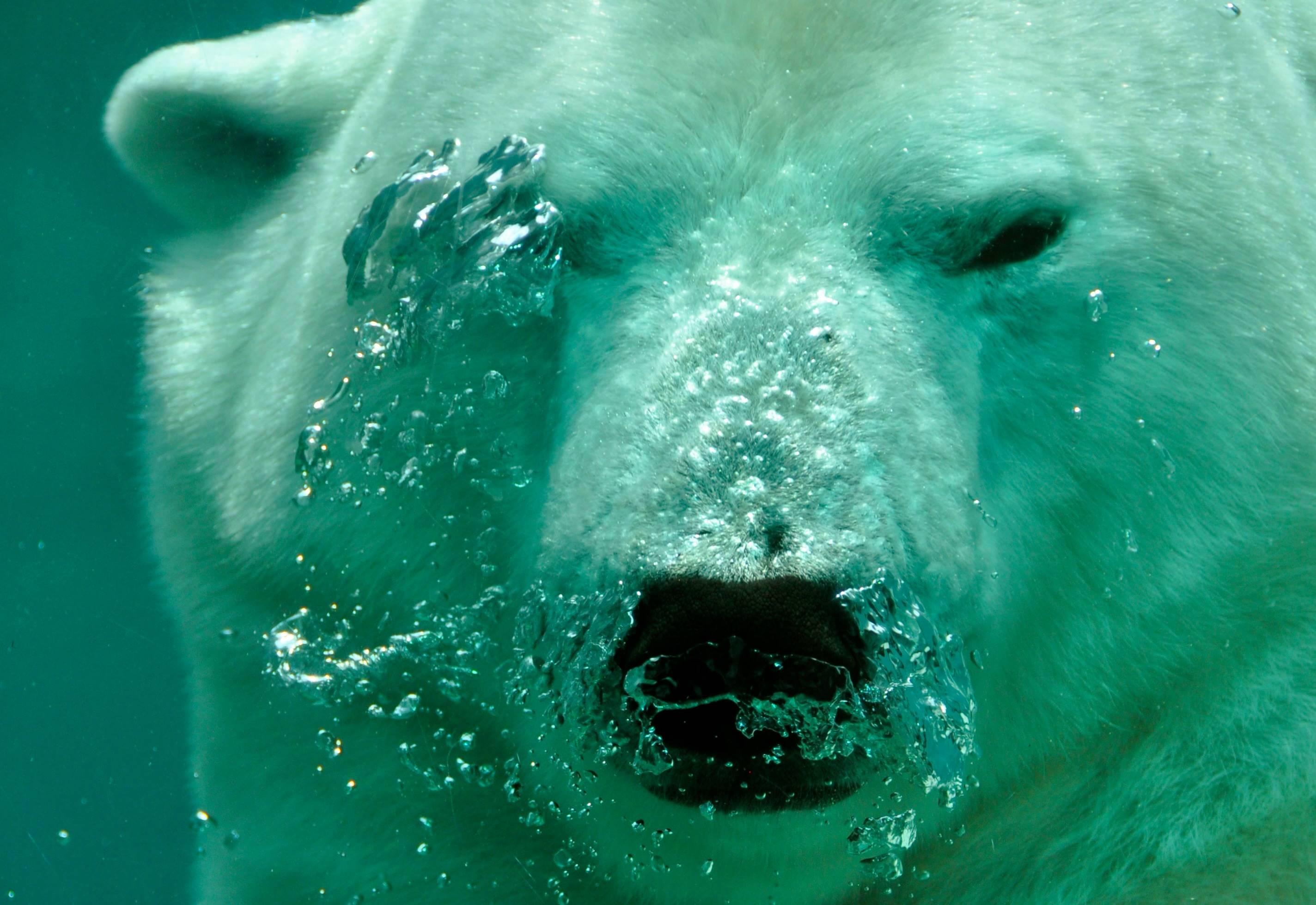 Polar bear underwater exhaling bubbles HD Wallpaper