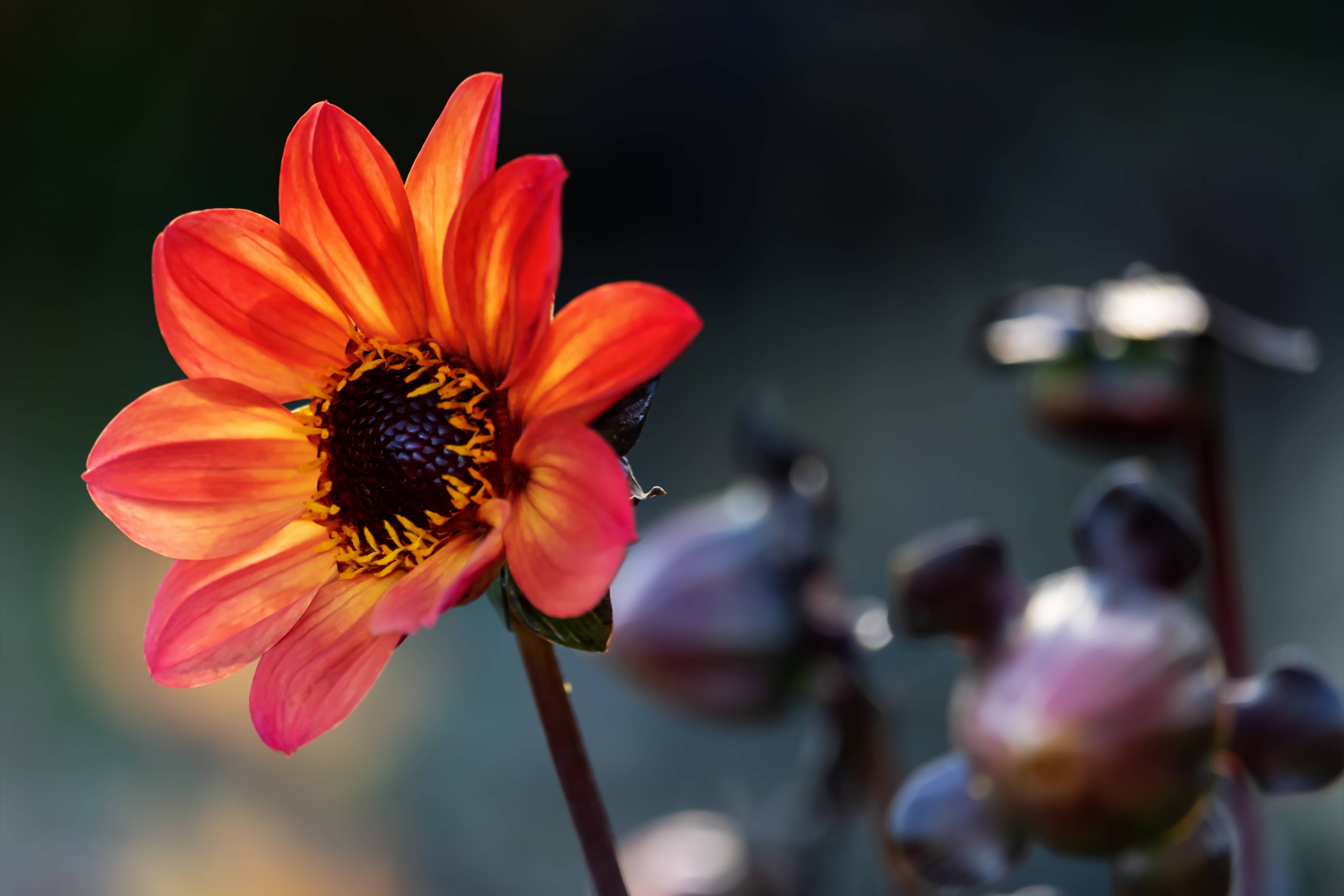 Orange and yellow dahlia flower in bloom HD Wallpaper
