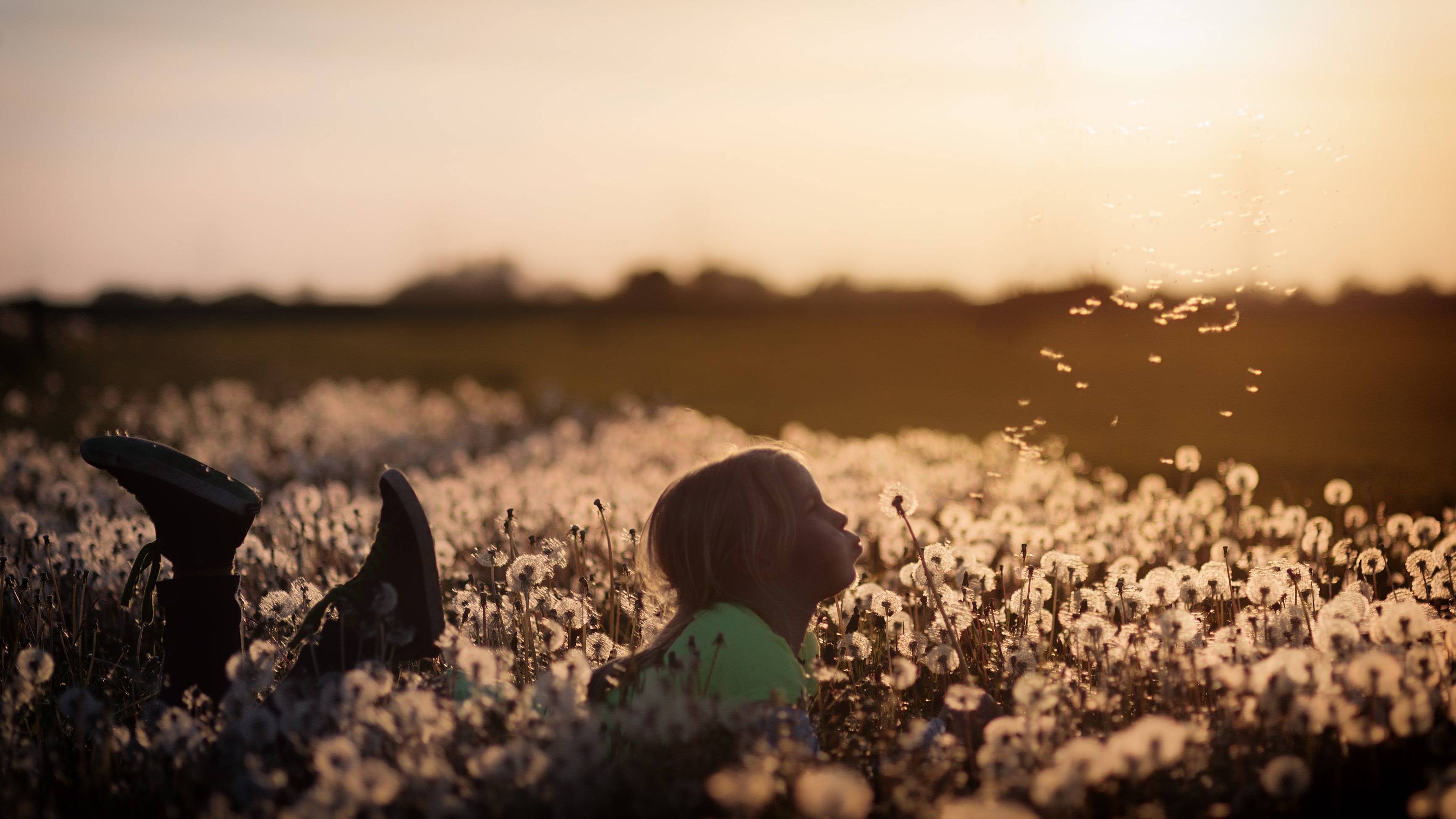 Girl blowing dandelions in a field at sunset HD Wallpaper