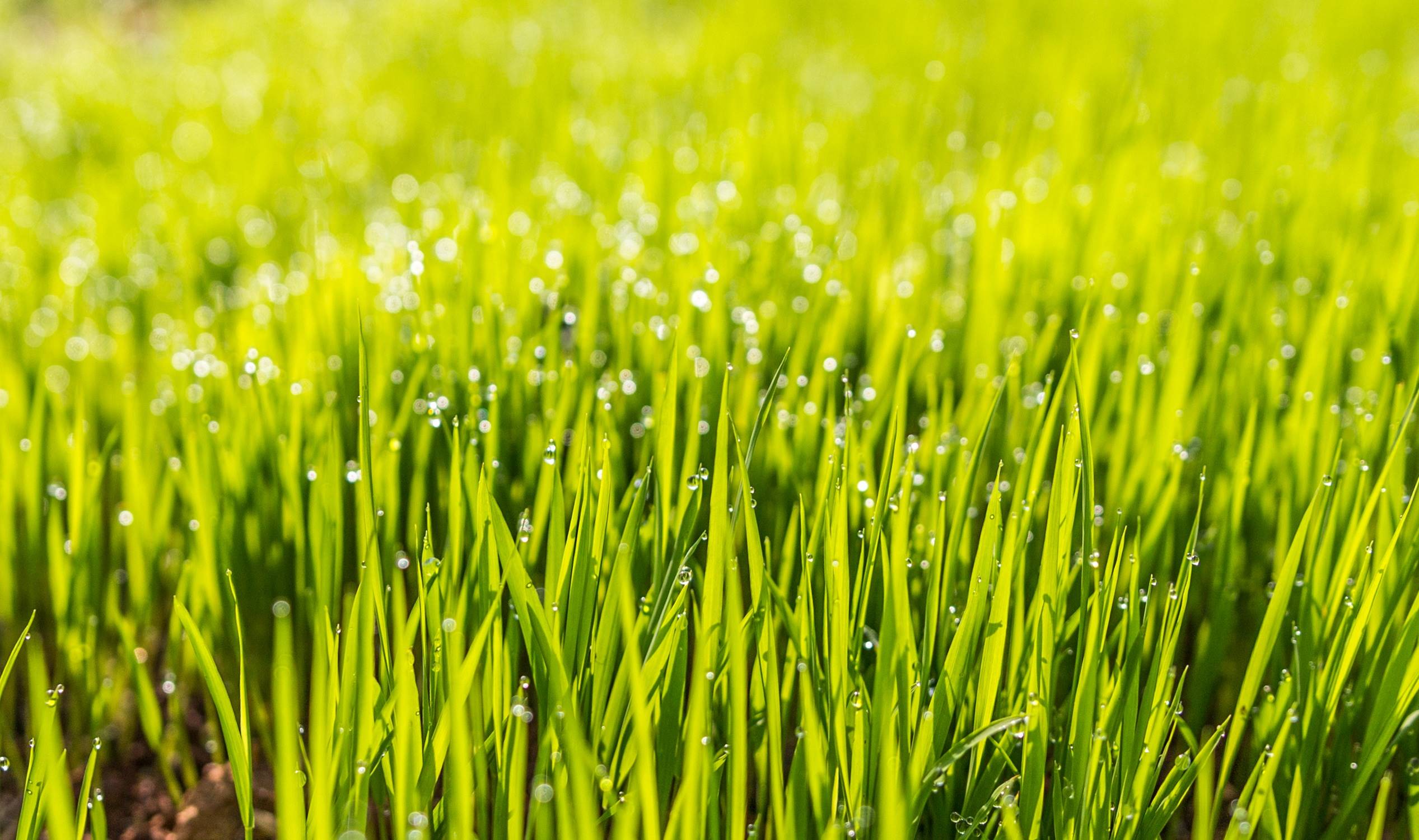 Green grass with dew drops in sunlight HD Wallpaper
