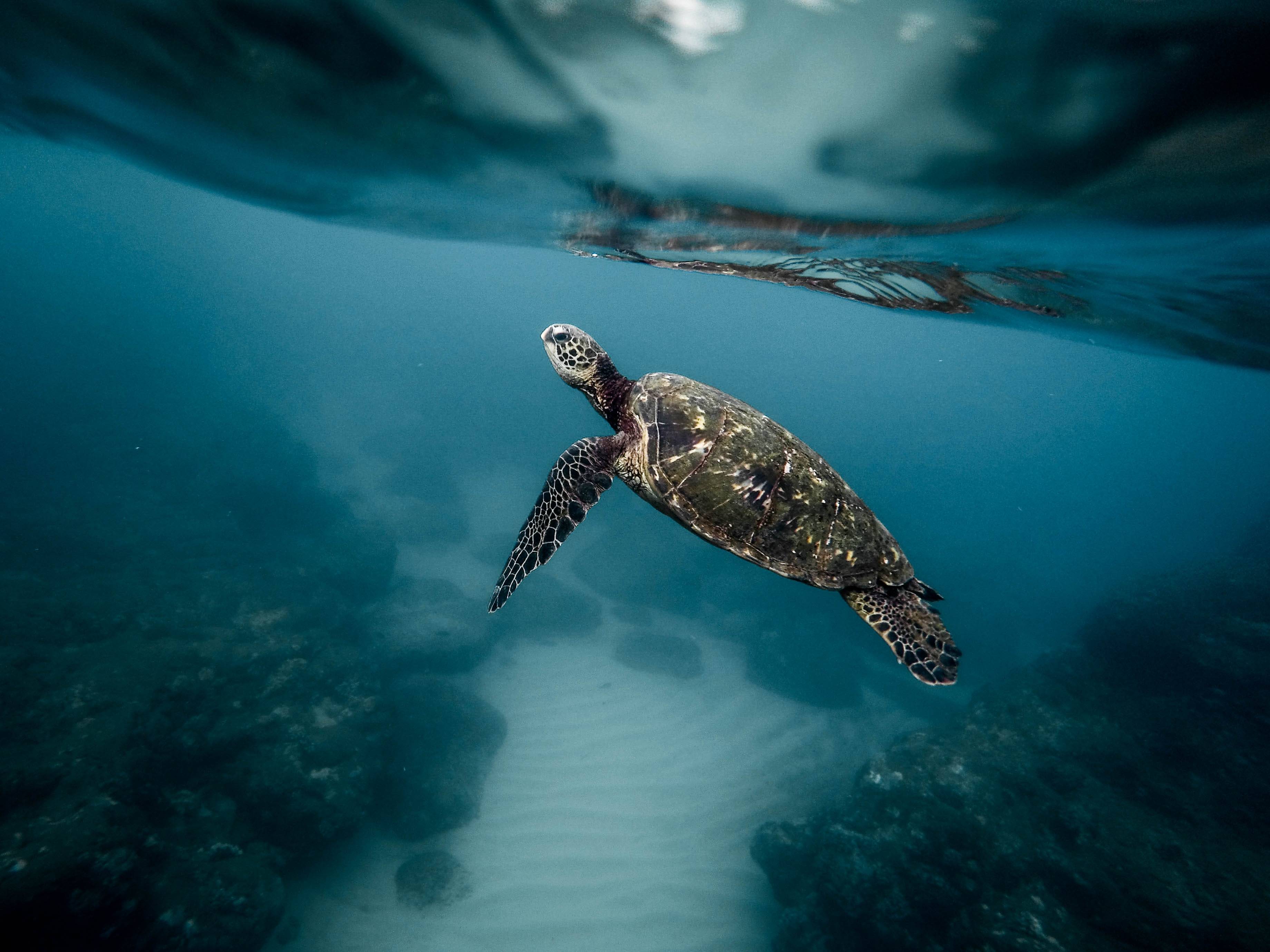 Sea turtle swimming underwater near rocks HD Wallpaper