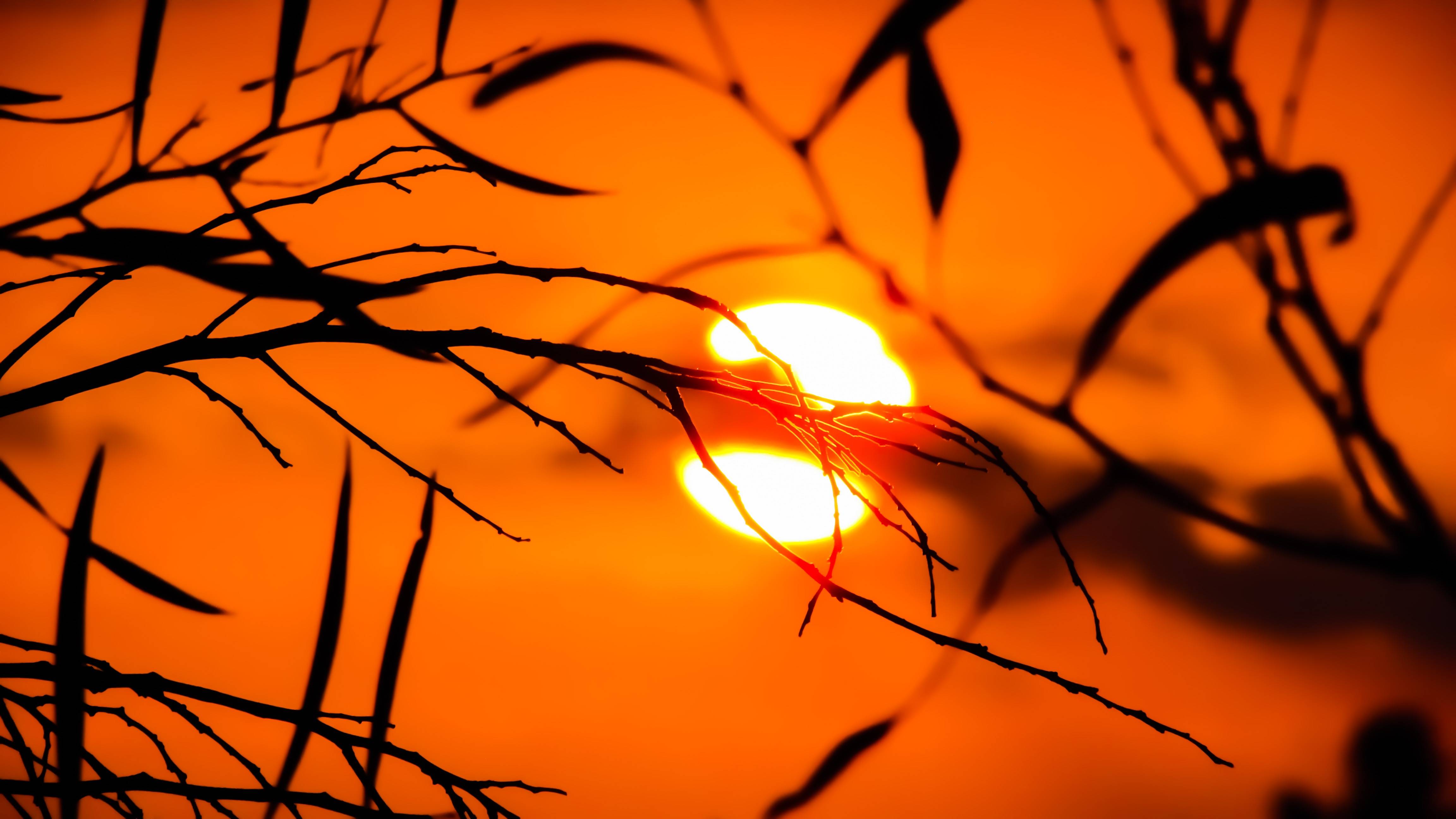 Sunset behind silhouetted branches and leaves HD Wallpaper
