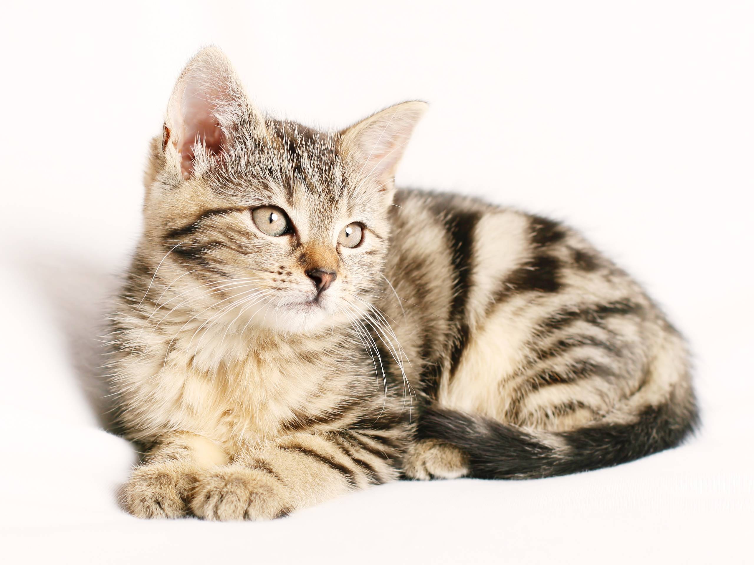 A striped kitten lies on a white background HD Wallpaper