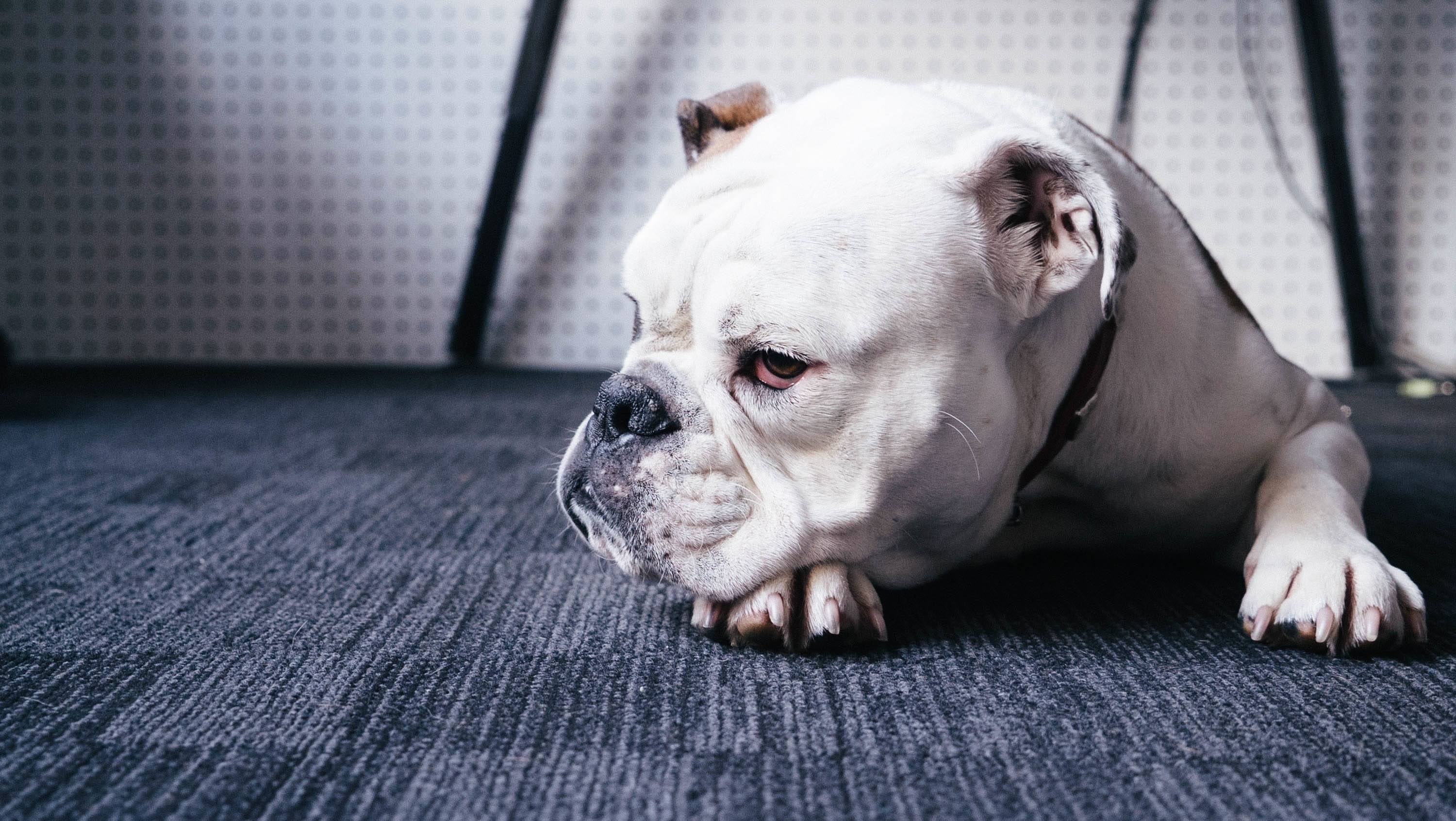 White bulldog lying on a dark carpet HD Wallpaper