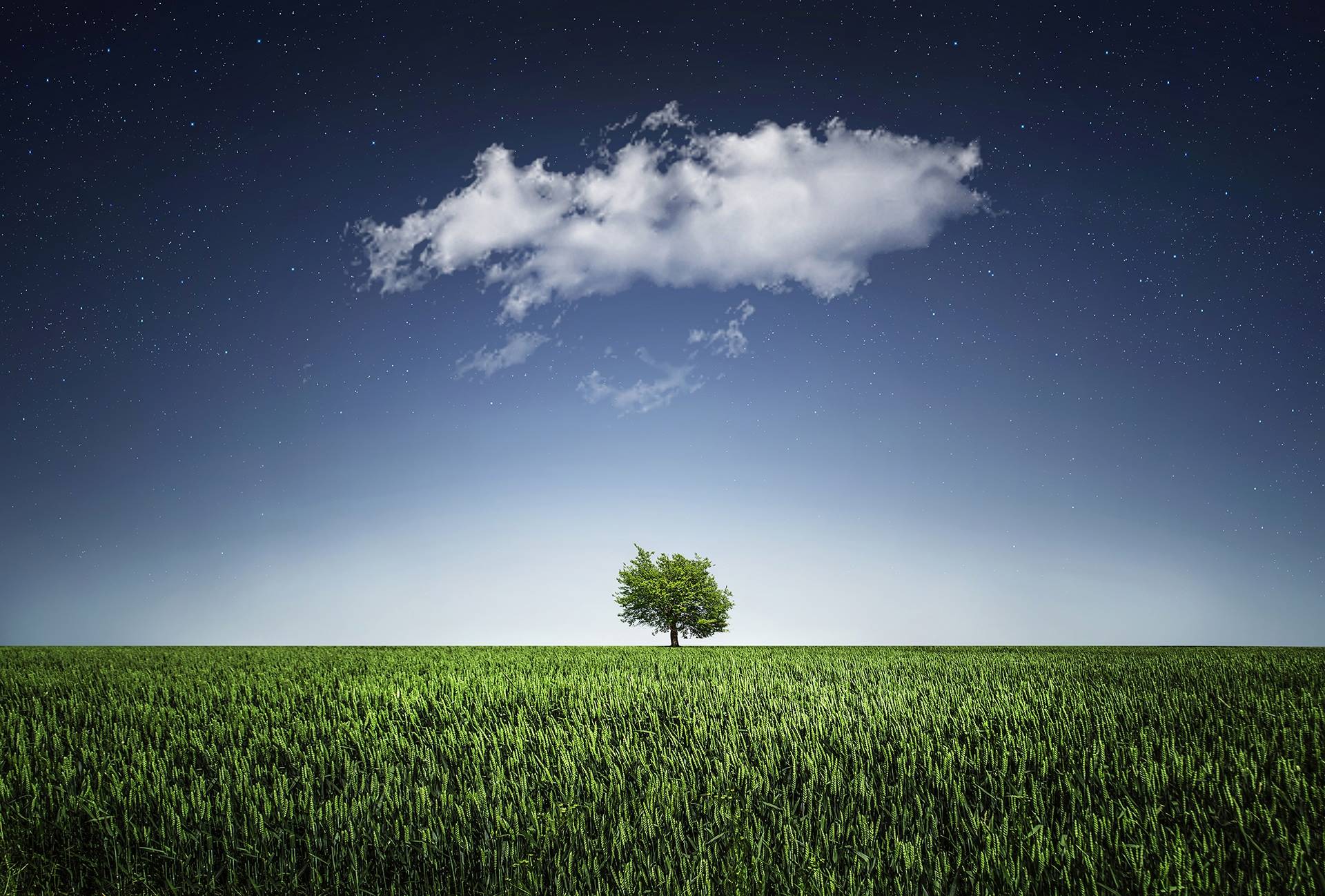 Lone tree in a grassy field under a starry night sky HD Wallpaper