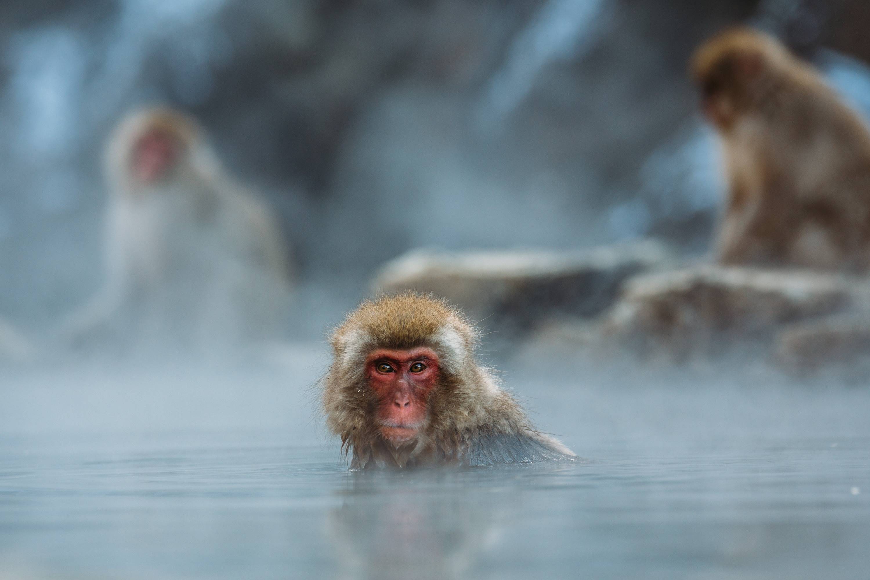 Japanese Macaques in Hot Springs HD Wallpaper
