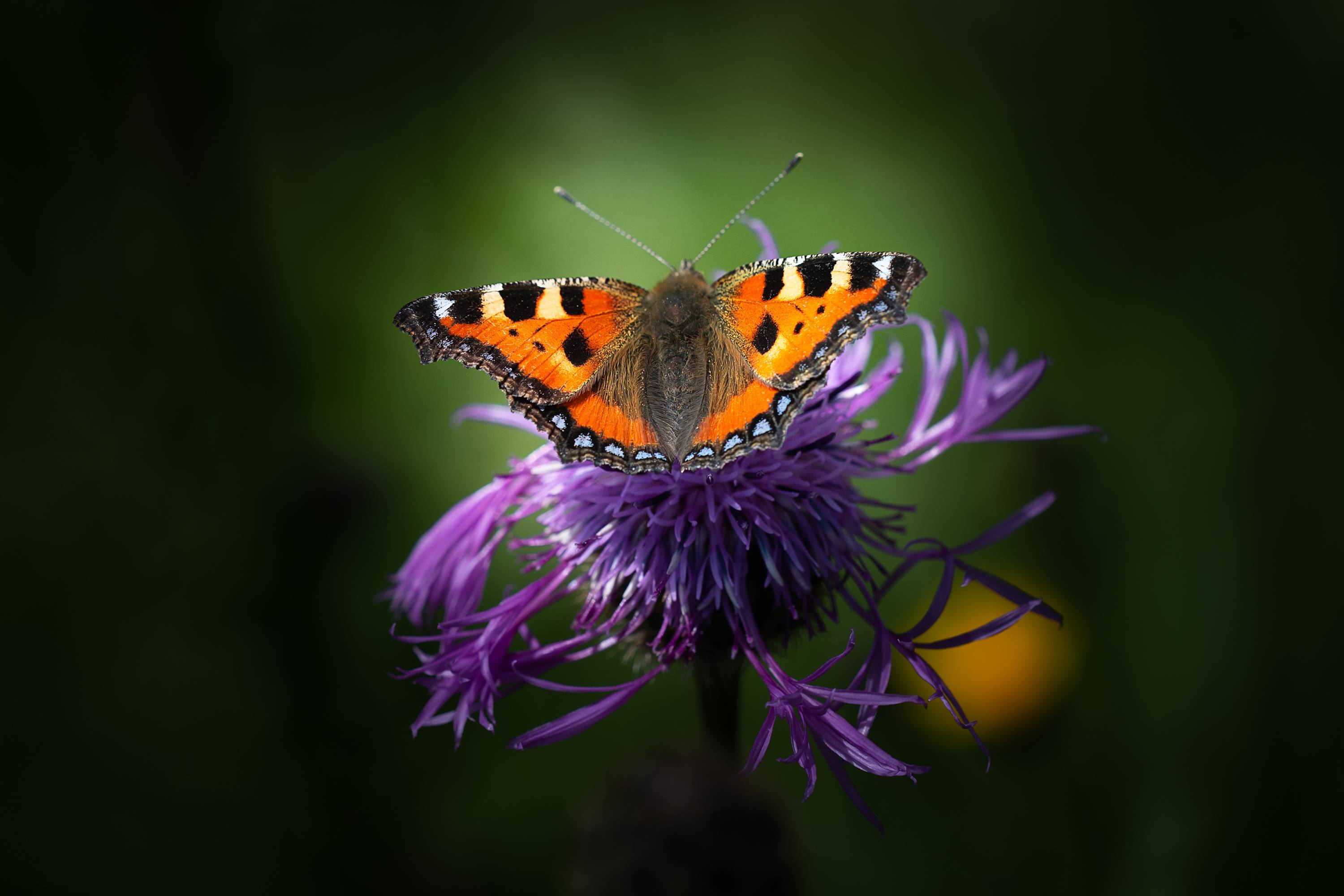 Orange butterfly on a purple flower HD Wallpaper