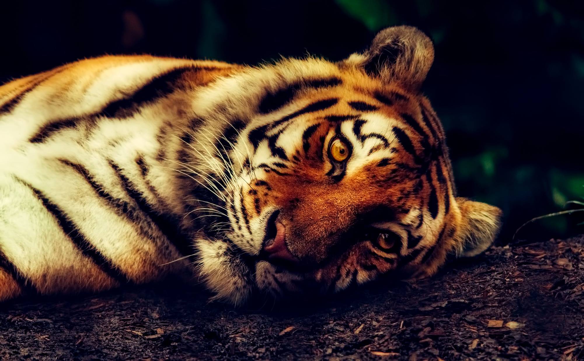 Tiger resting on the ground in close-up HD Wallpaper