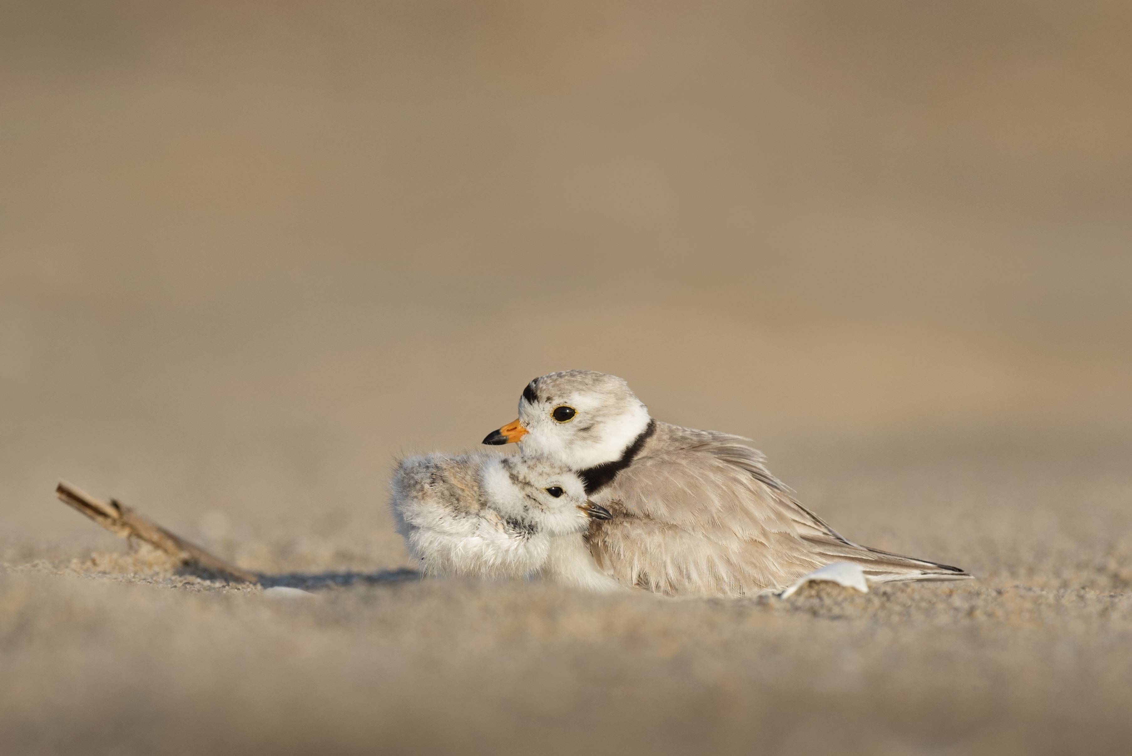 Piping Plover adult and chick on sand HD Wallpaper