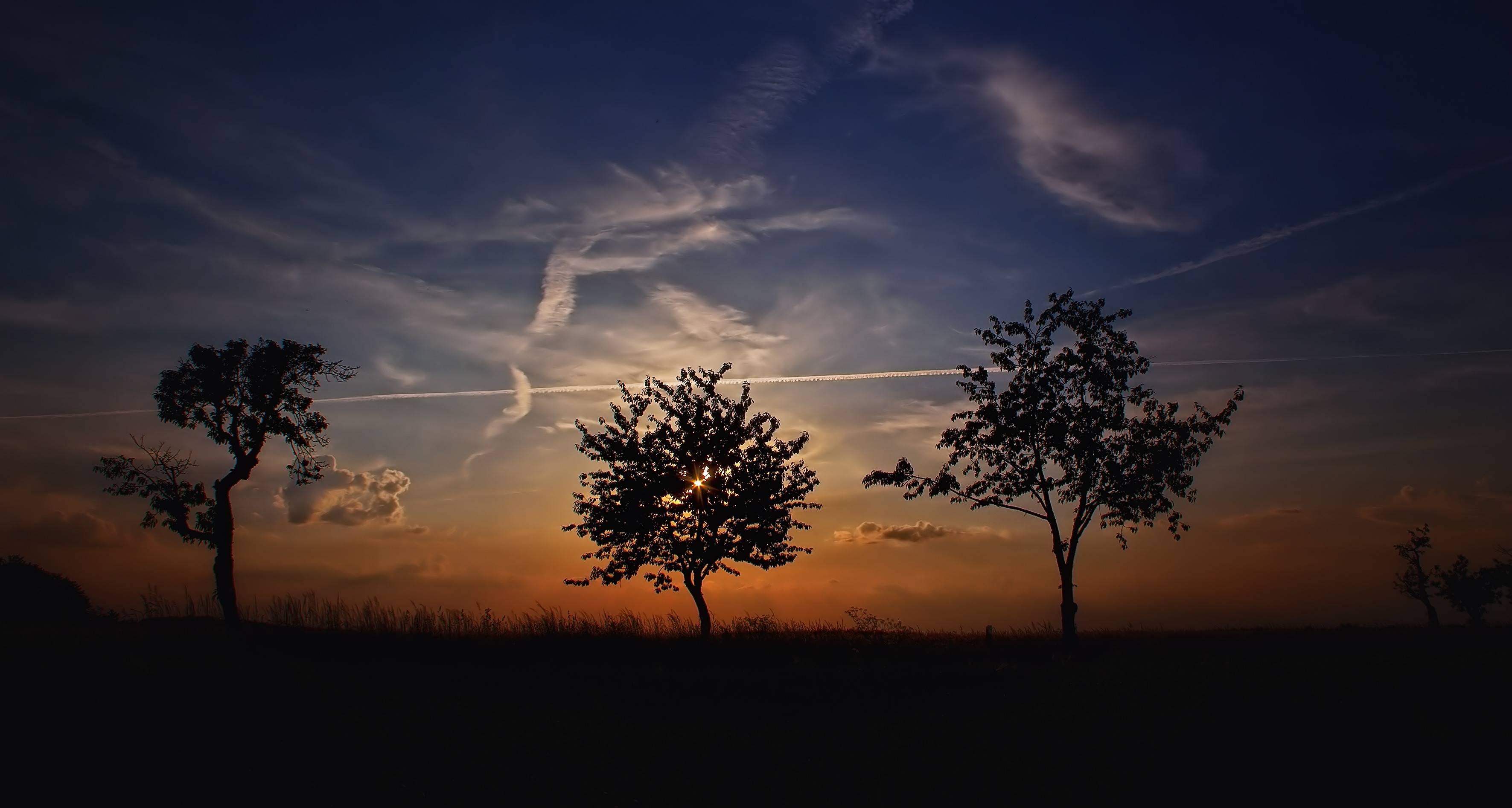 Silhouettes of trees against a sunset sky HD Wallpaper