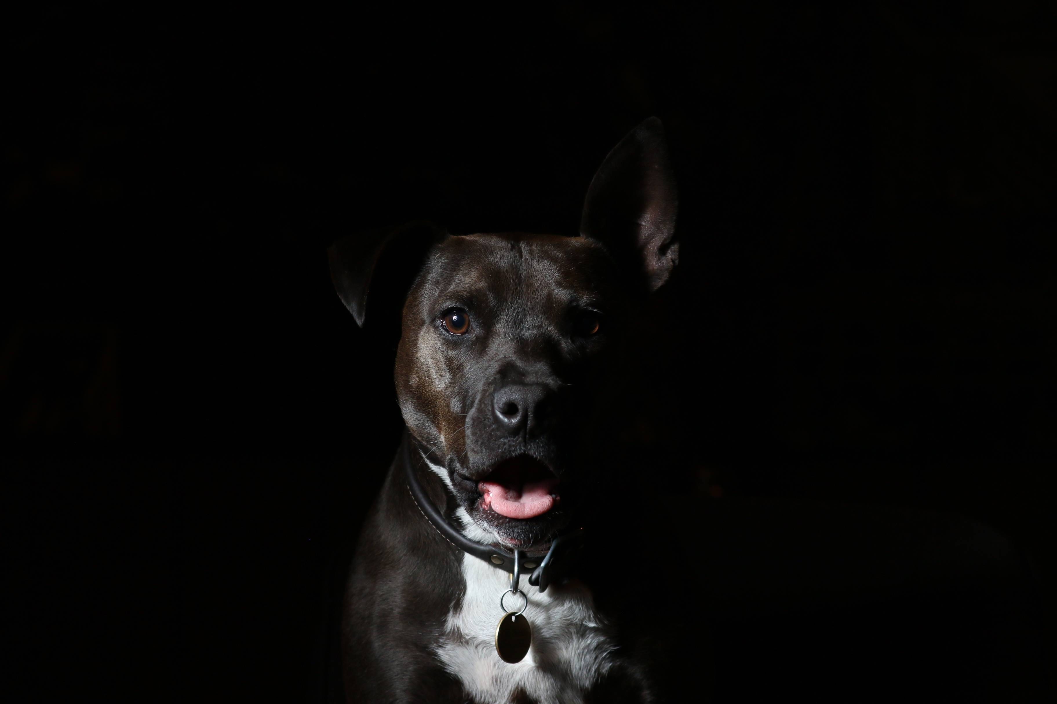 Black dog with a collar in the dark HD Wallpaper