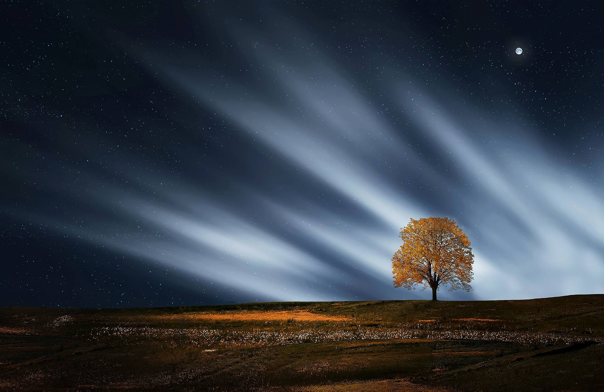 Tree in a field under a starry night sky HD Wallpaper