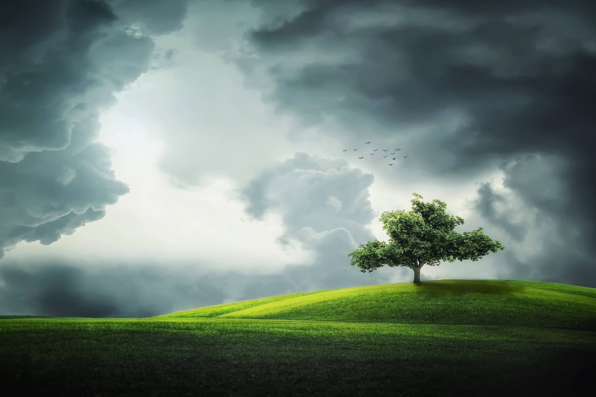 A lone tree on a grassy hill under stormy clouds HD Wallpaper