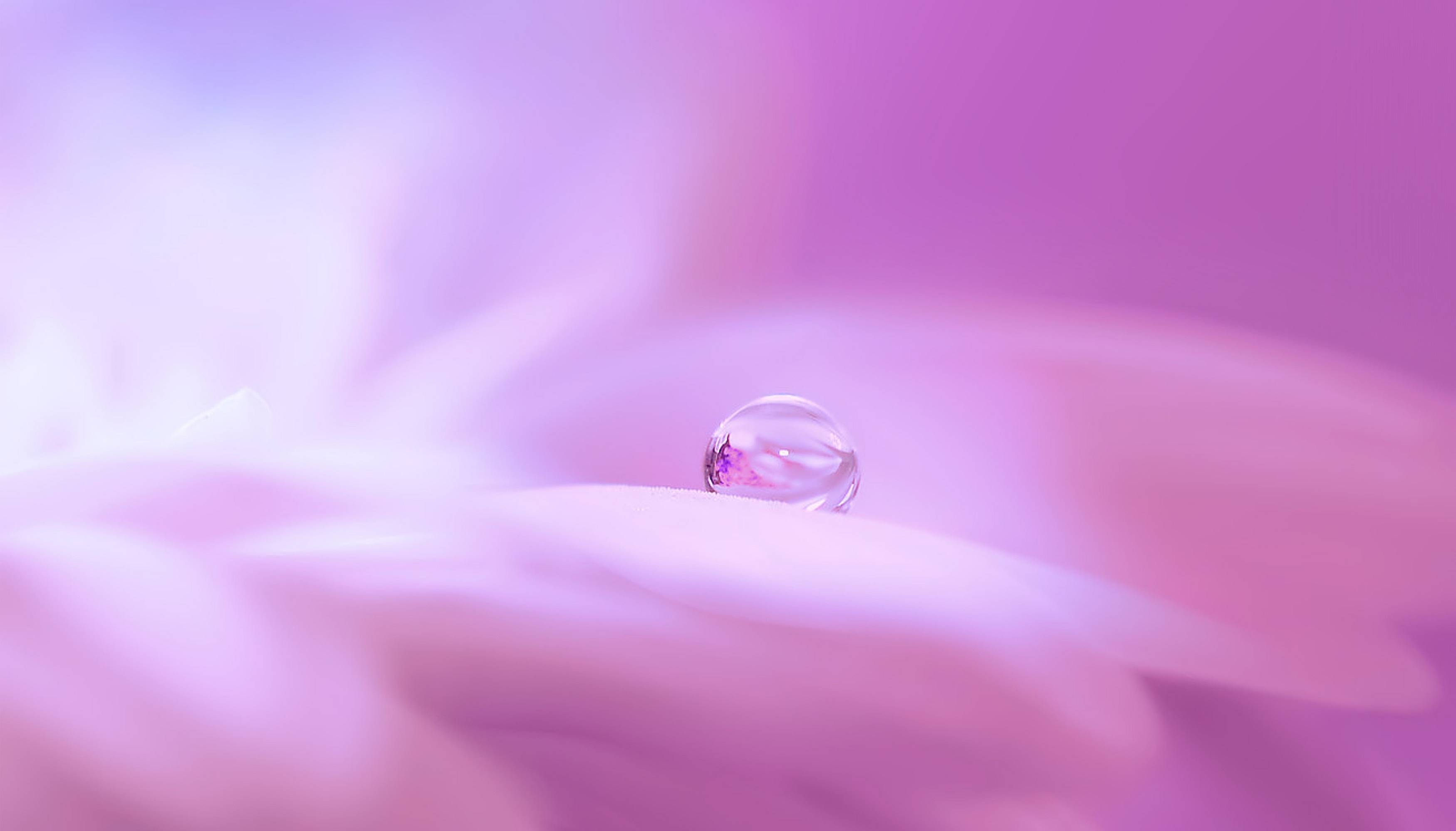 Close-up of a water drop on a pink flower petal HD Wallpaper